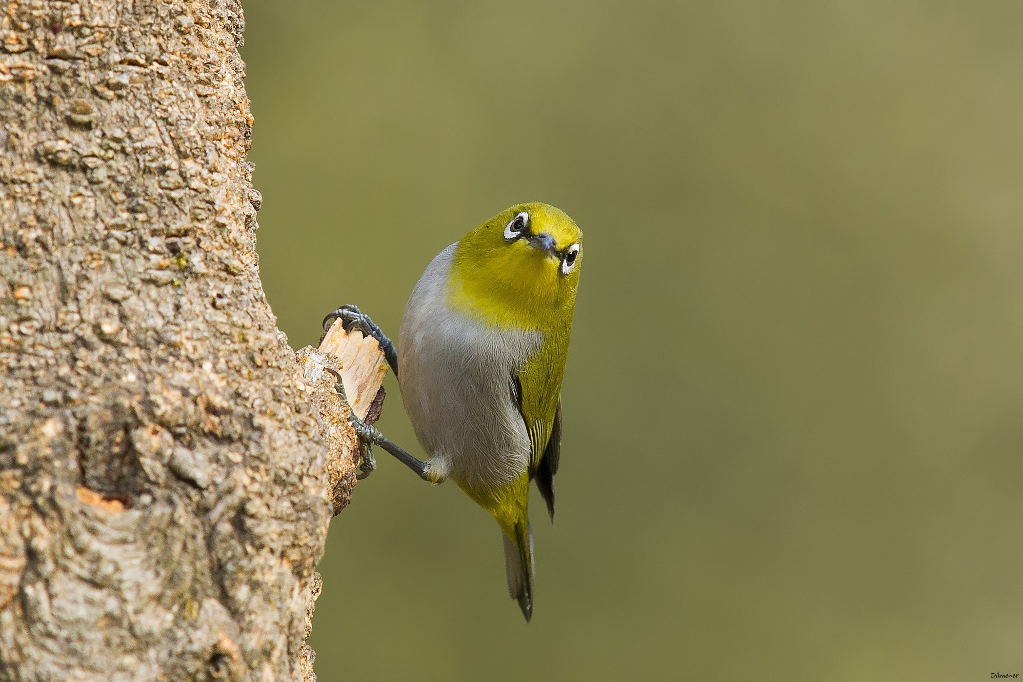 Oriental White-eye