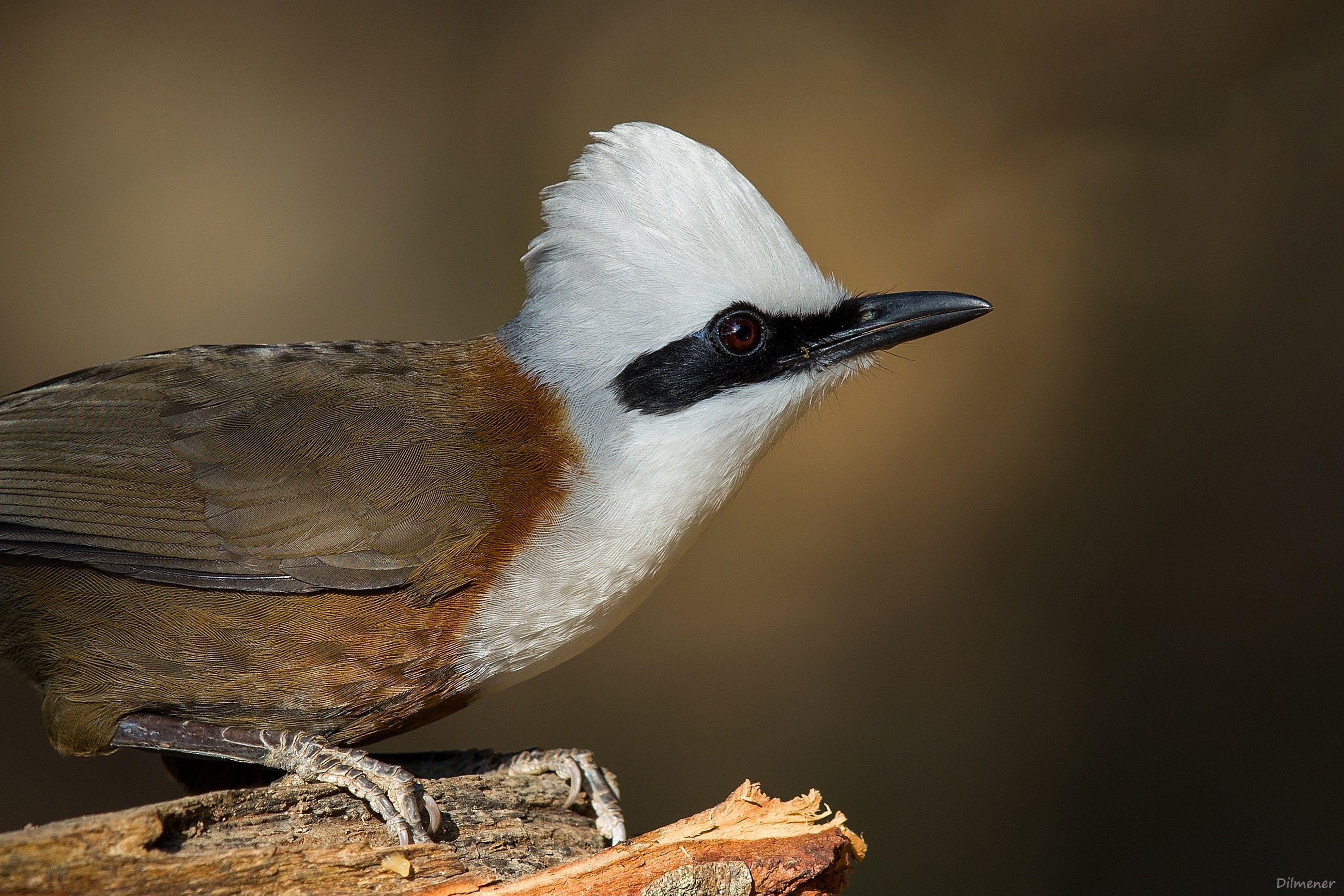 White-crested Laughingthrush