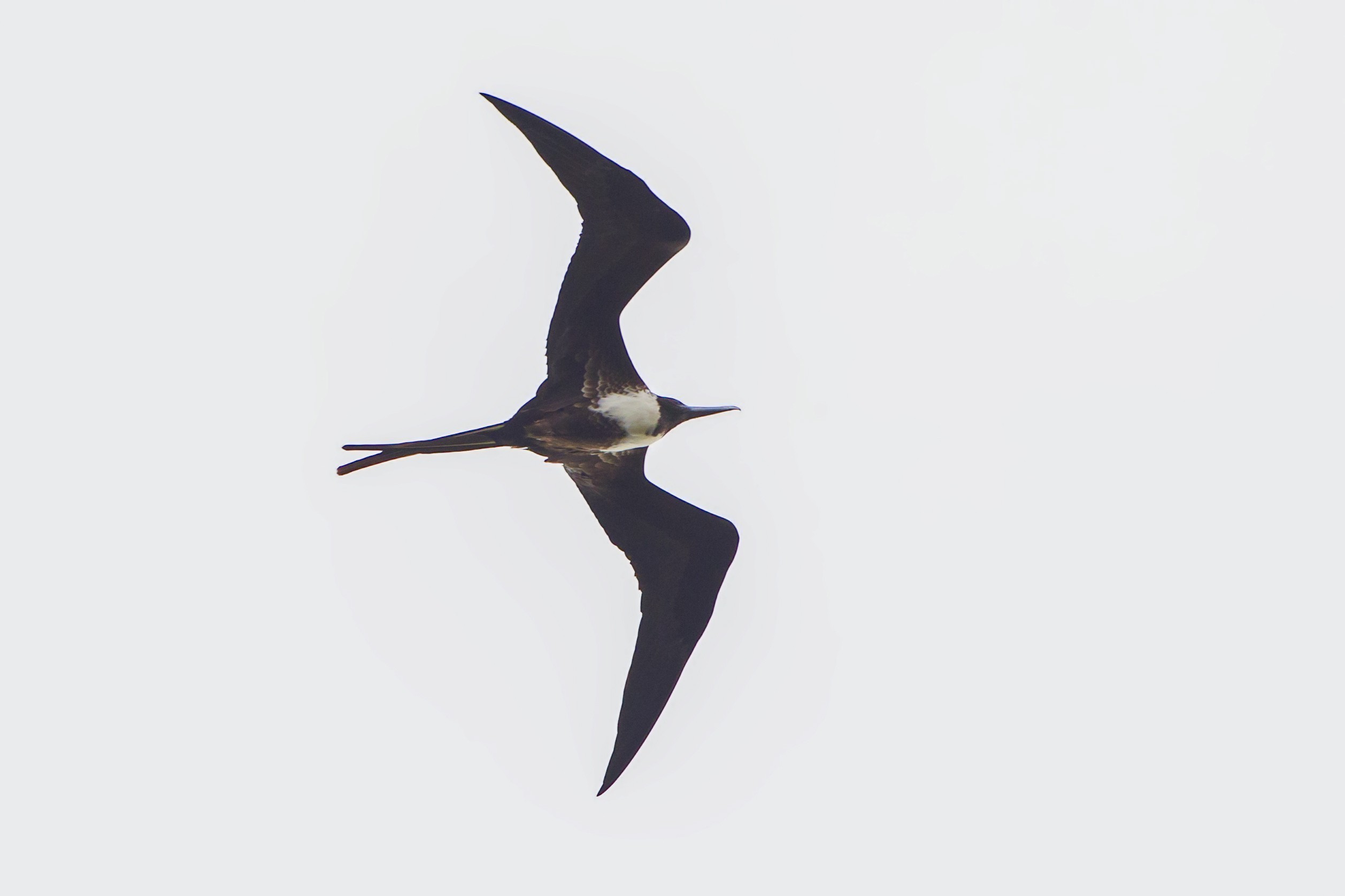 Great Frigatebird — Ana fotoğraf