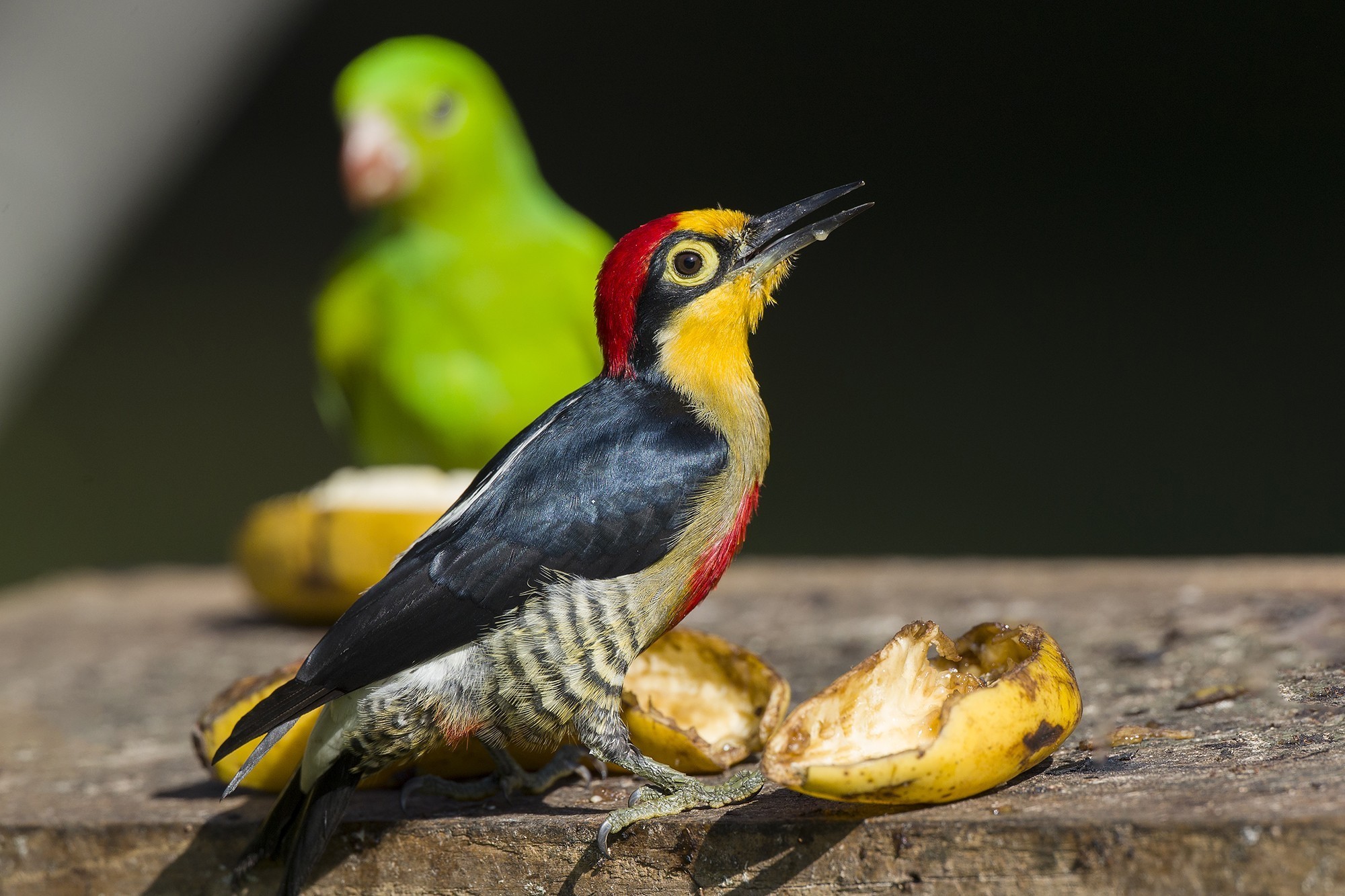 Yellow-fronted Woodpecker