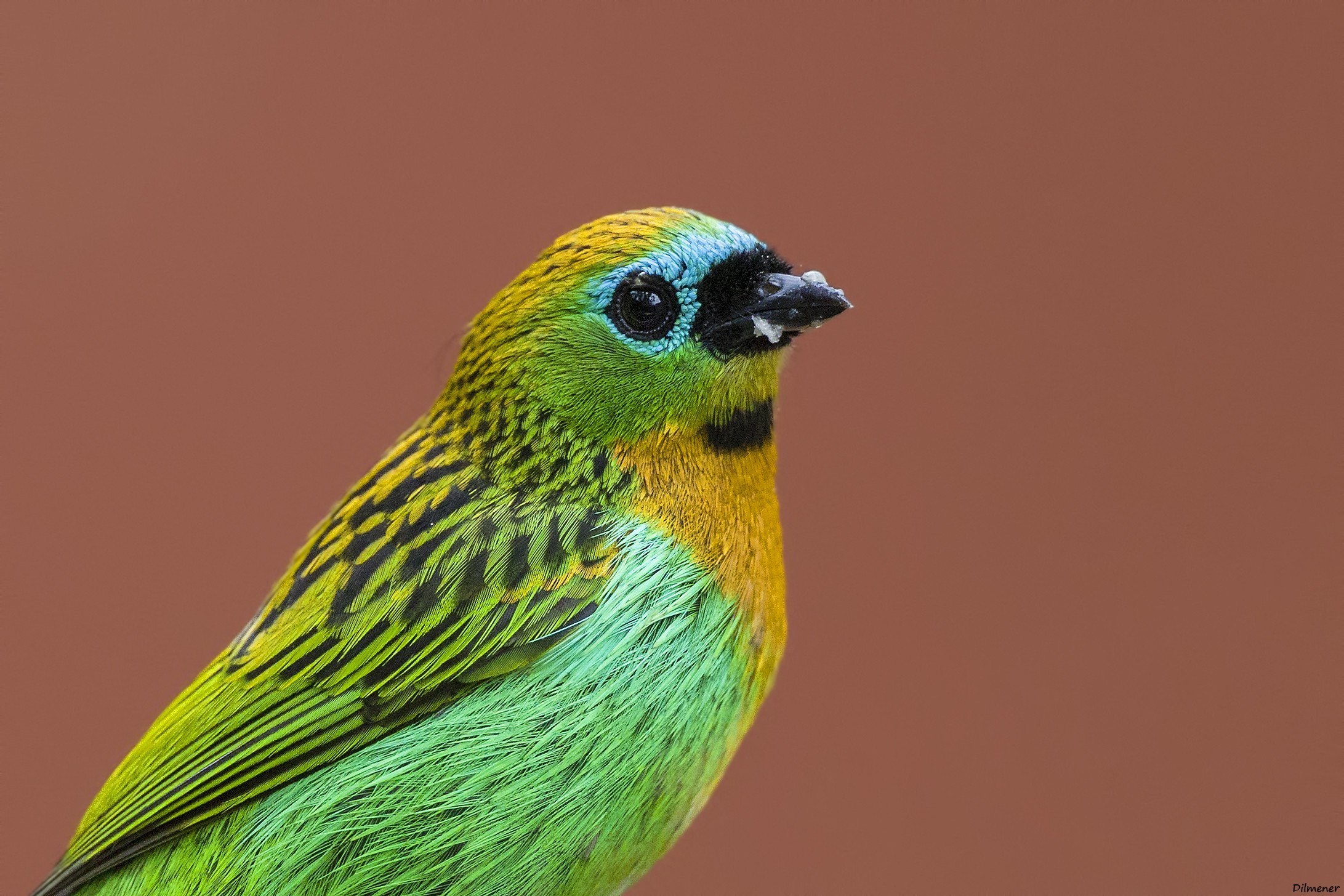 Brassy-breasted Tanager