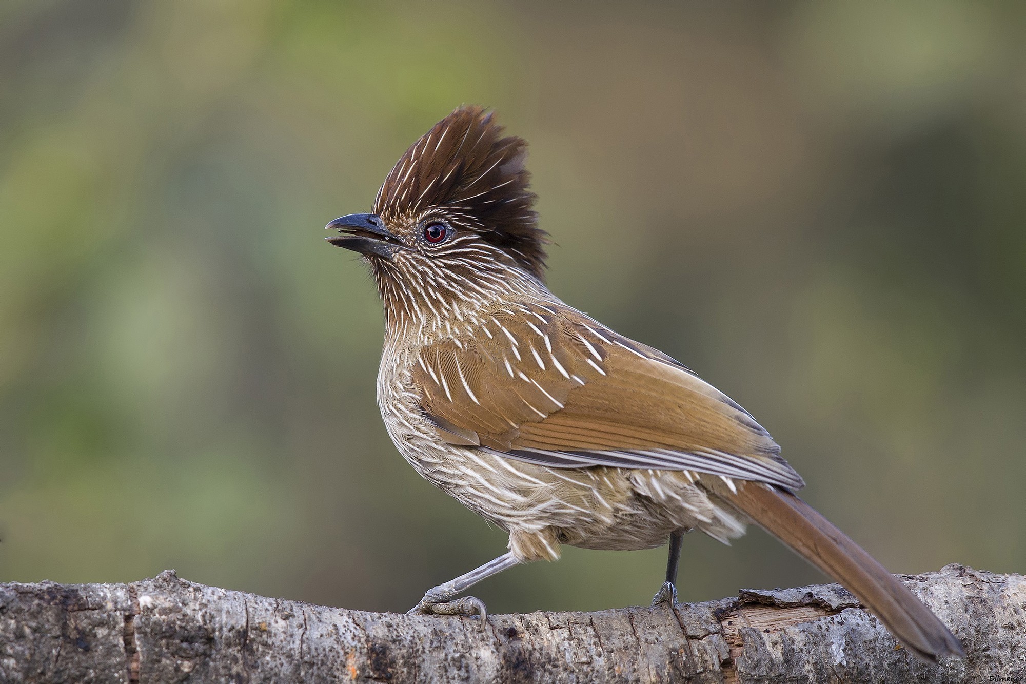 Streaked Laughingthrush