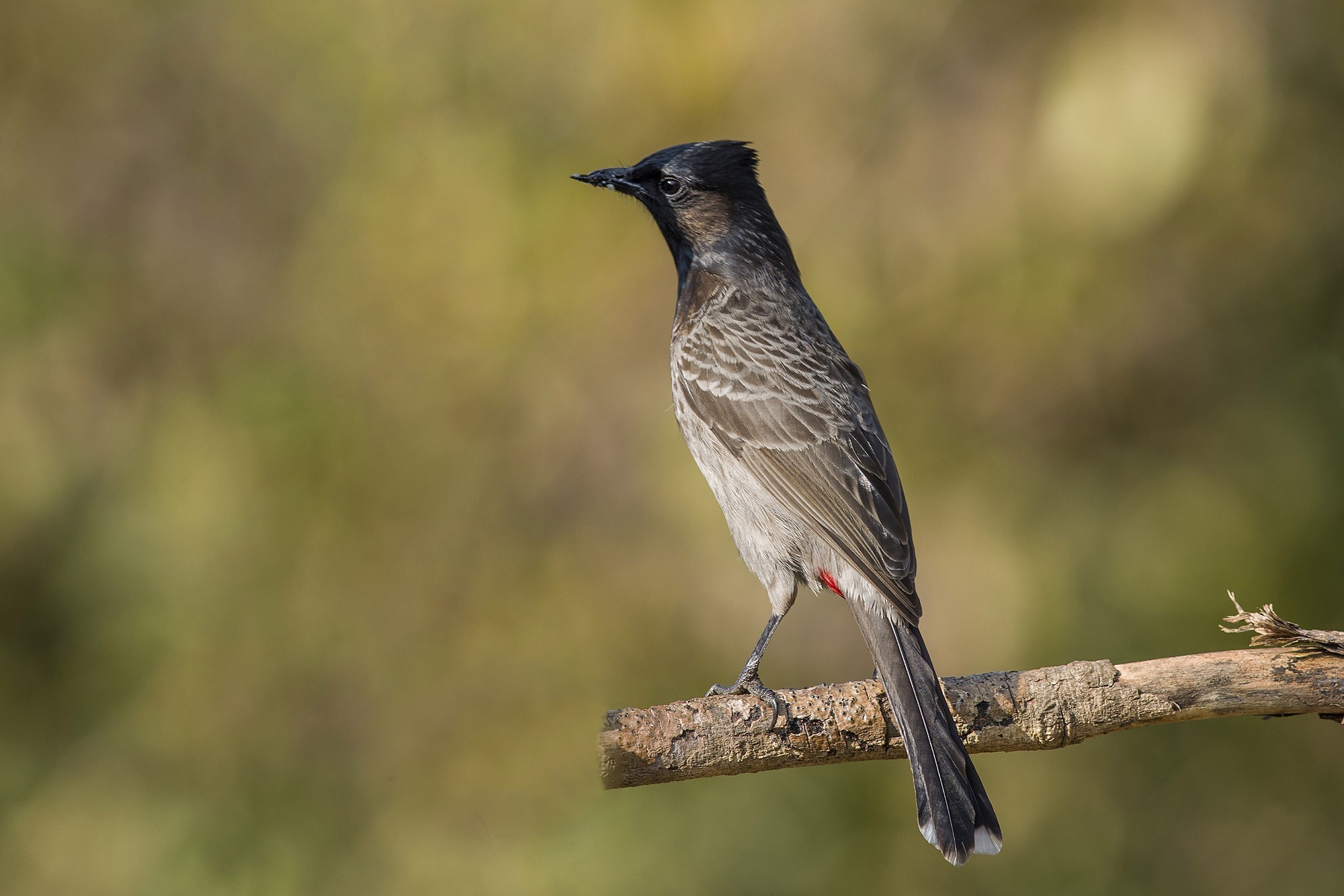 Red-vented Bulbul