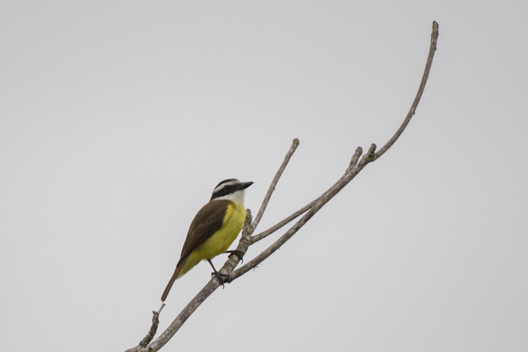 Great Kiskadee — Ana fotoğraf