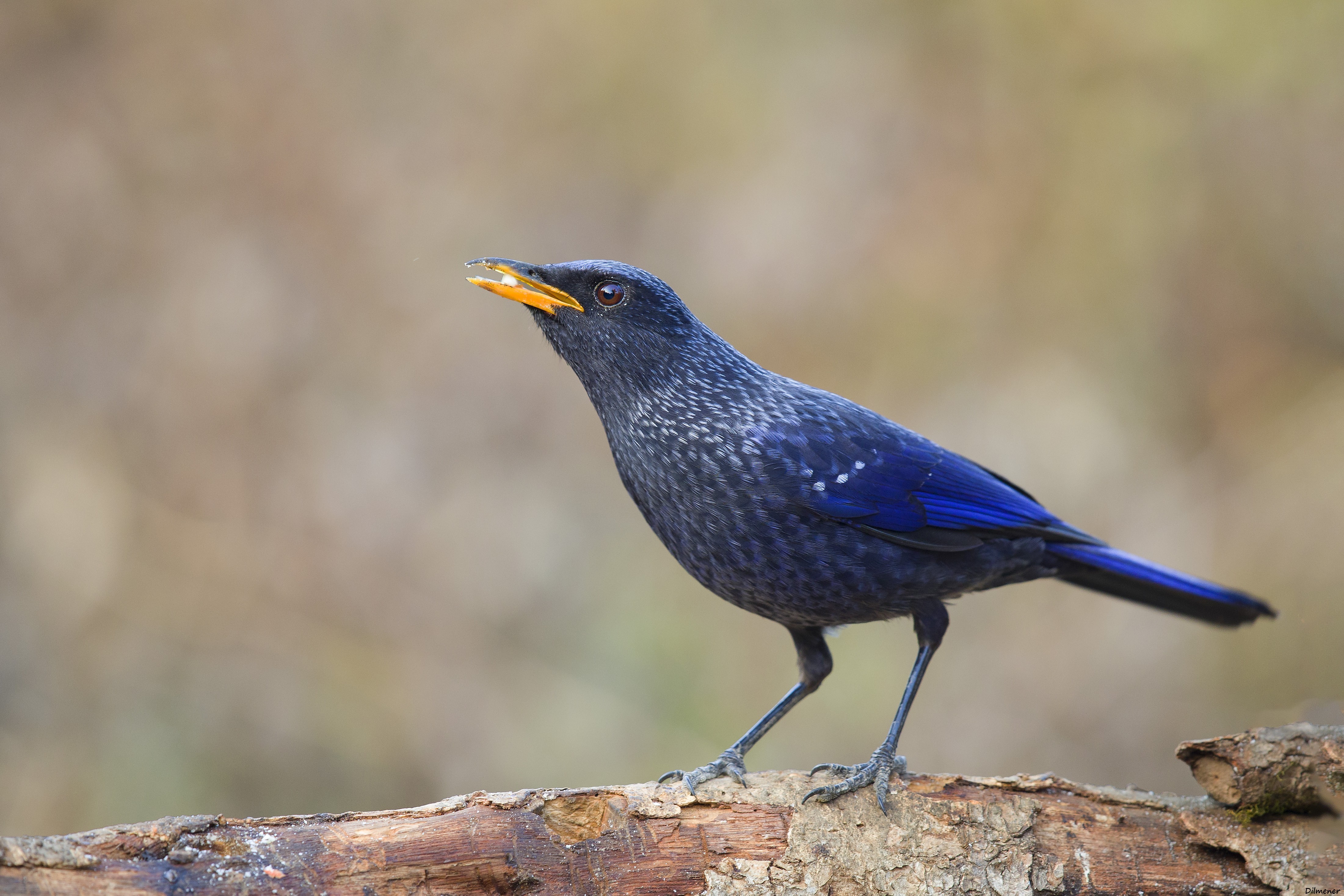 Blue Whistling-thrush