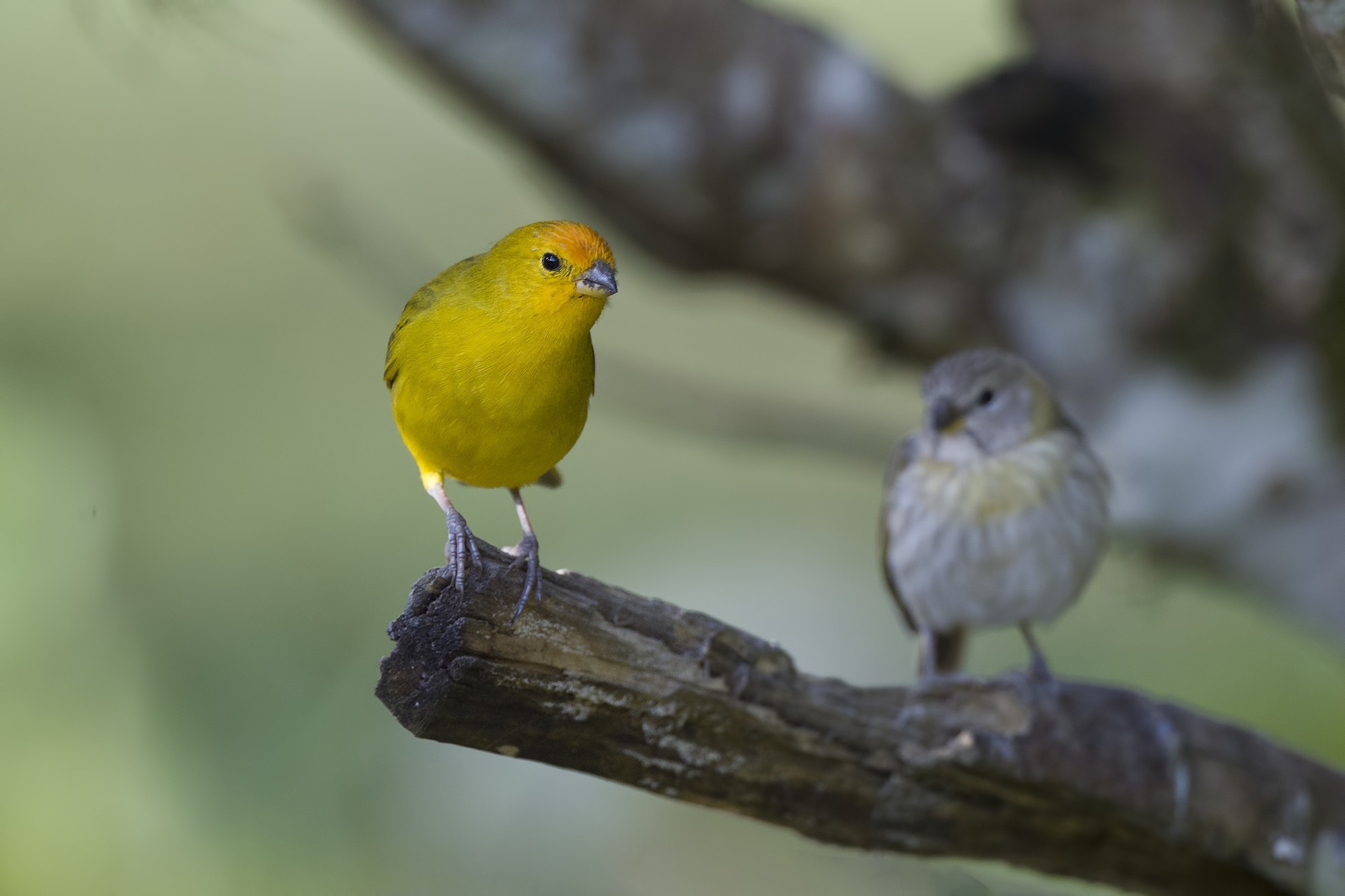 Saffron Finch