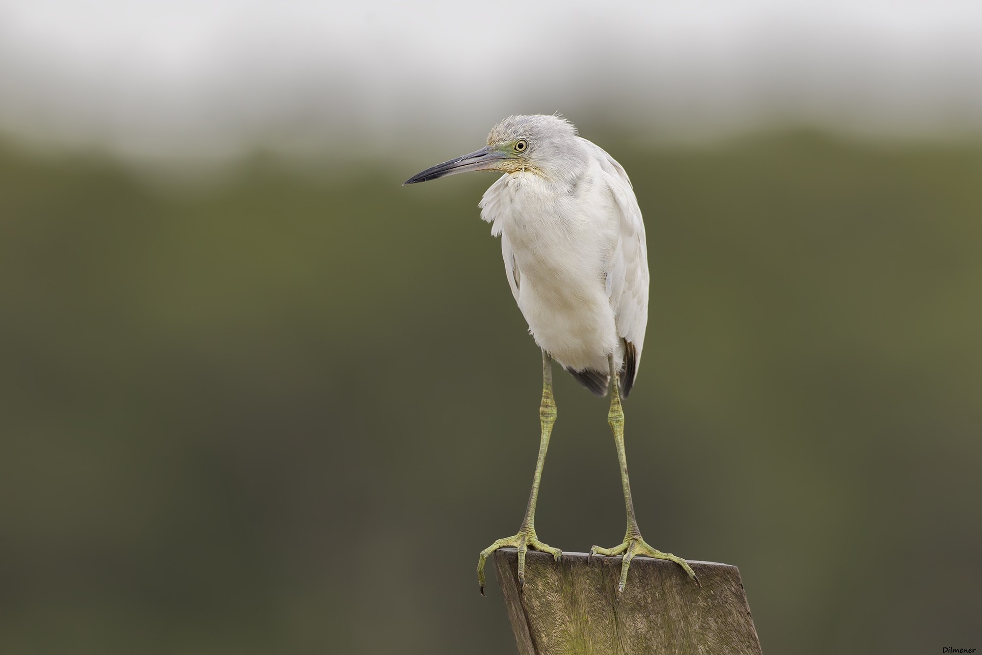 Little Blue Heron — Ana fotoğraf