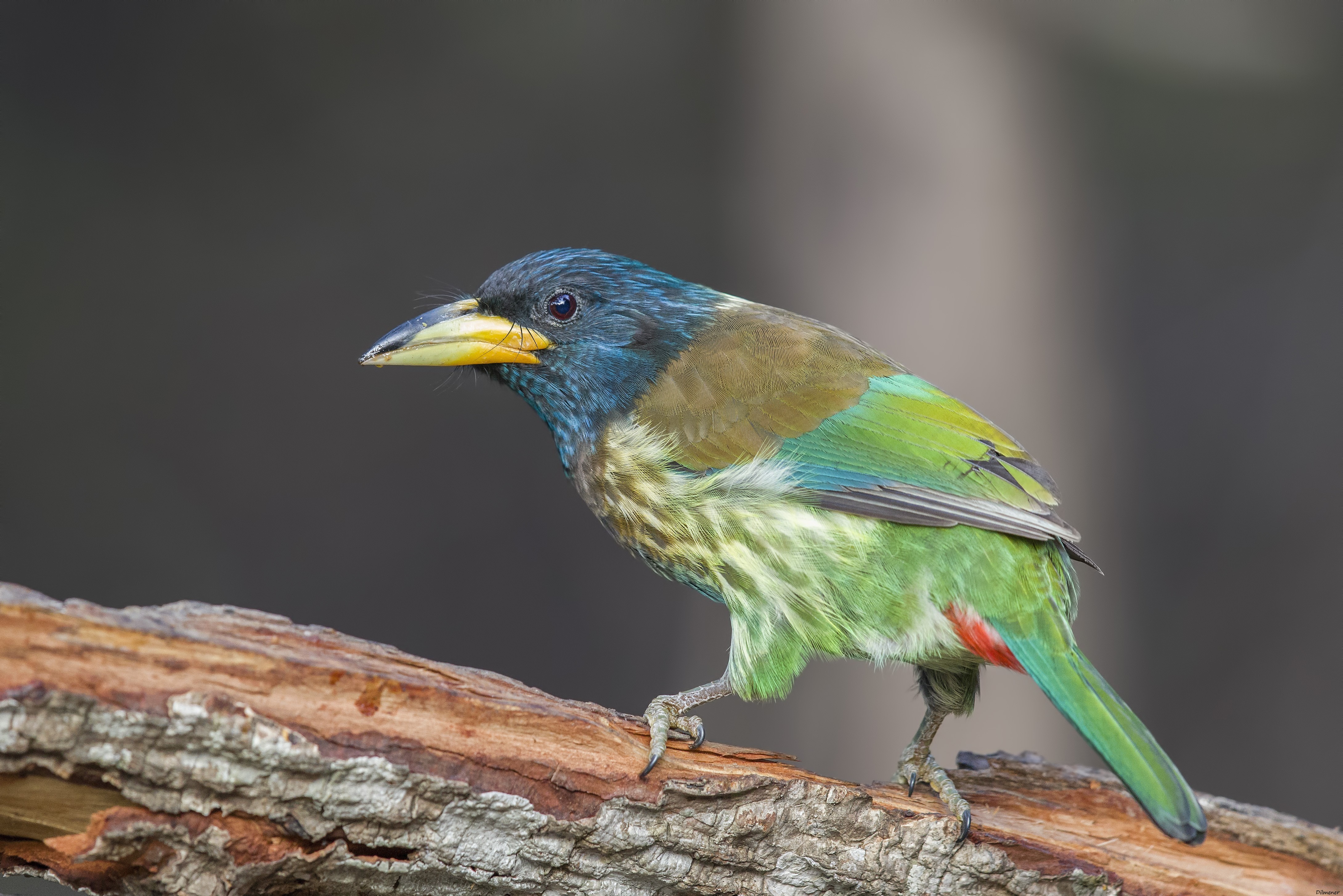 Great Barbet