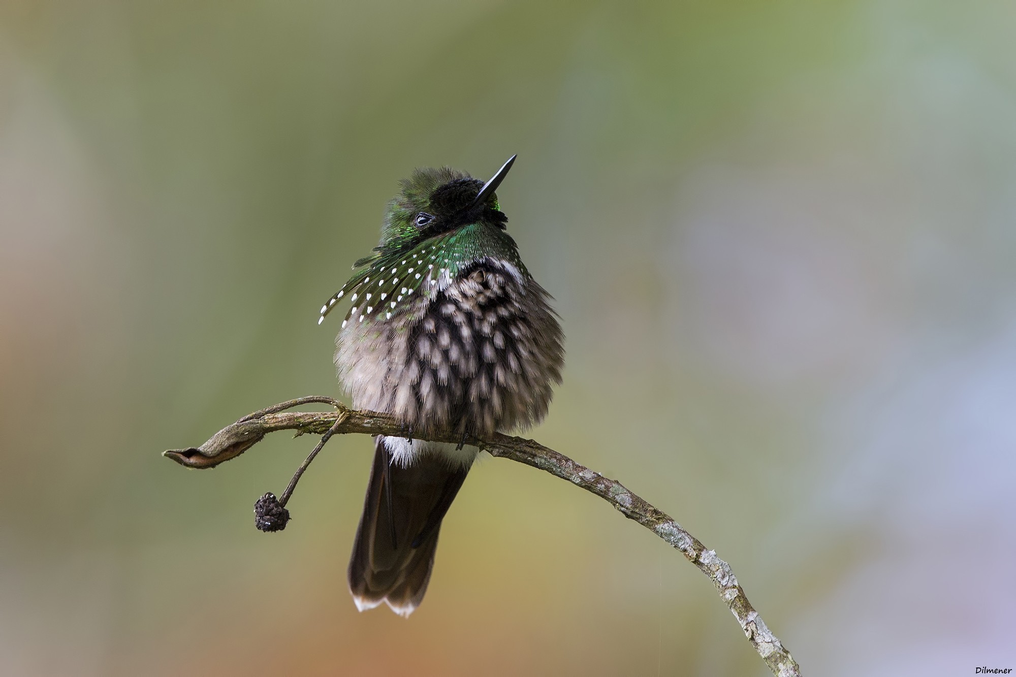 Festive Coquette — Ana fotoğraf