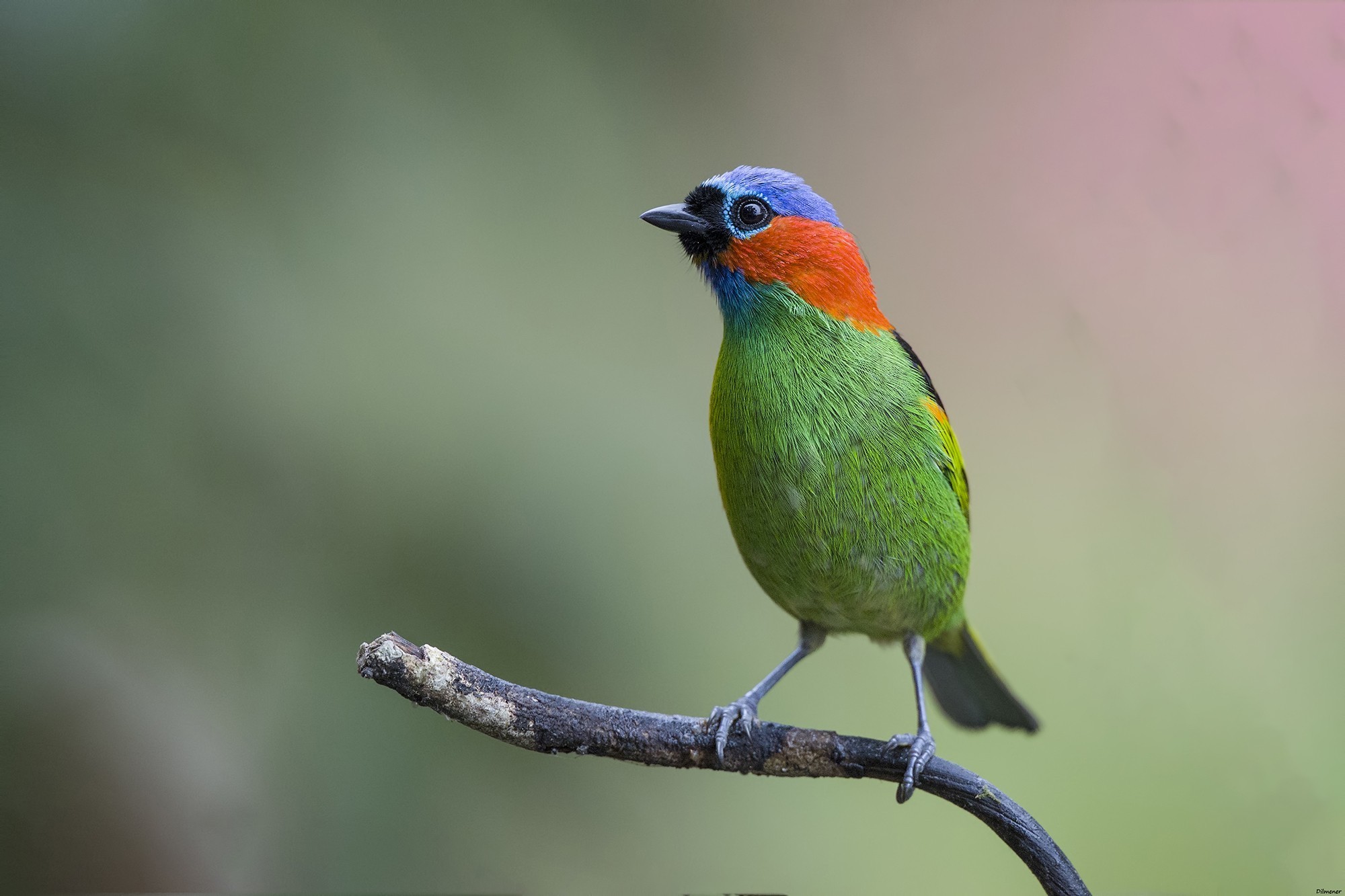 Red-necked Tanager — Ana fotoğraf