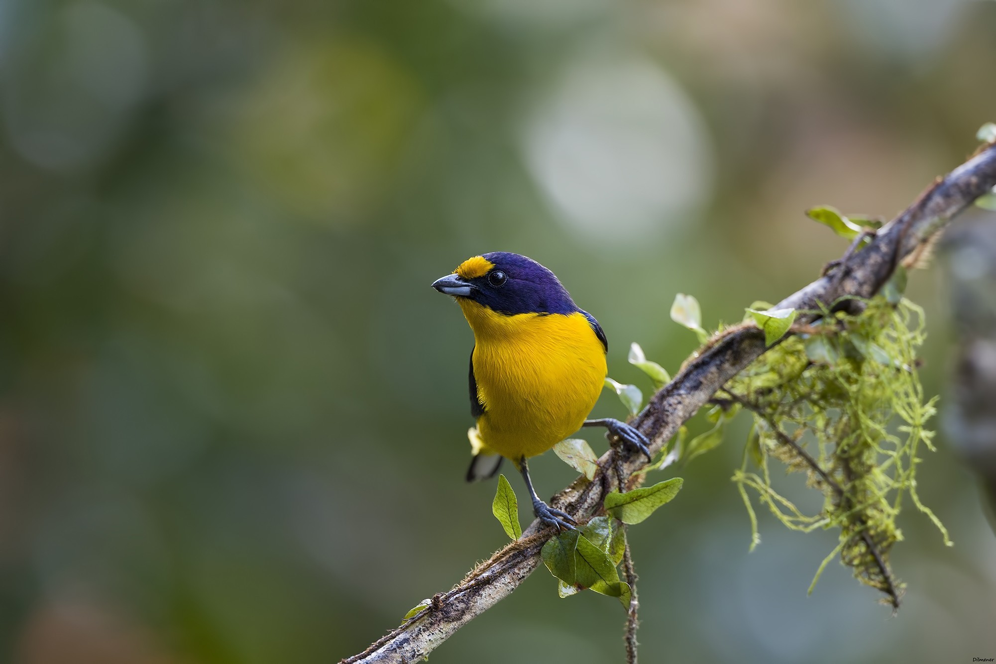 Violaceous Euphonia