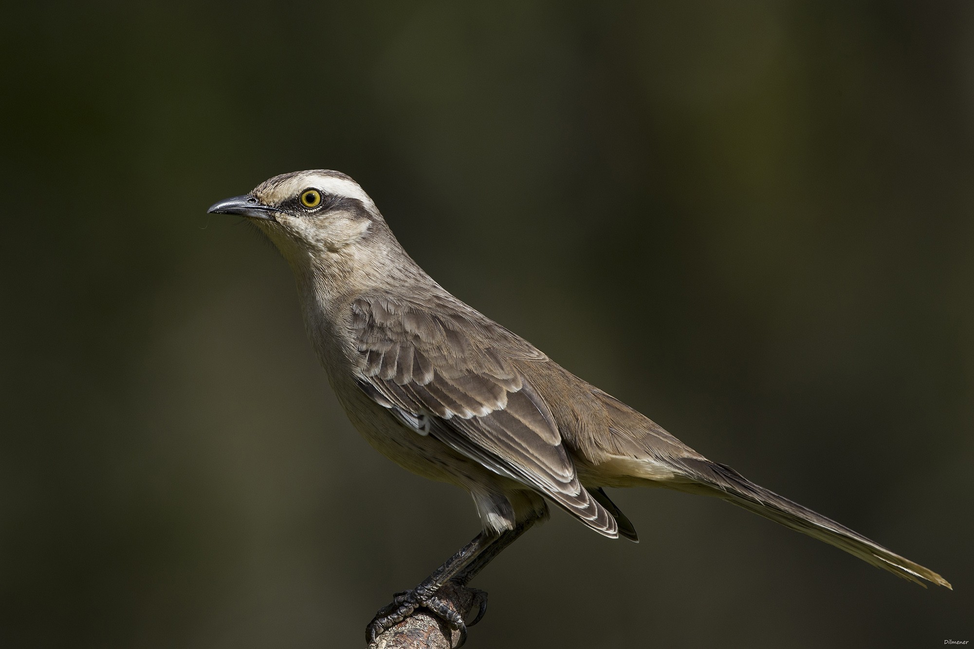 Chalk-browed Mockingbird