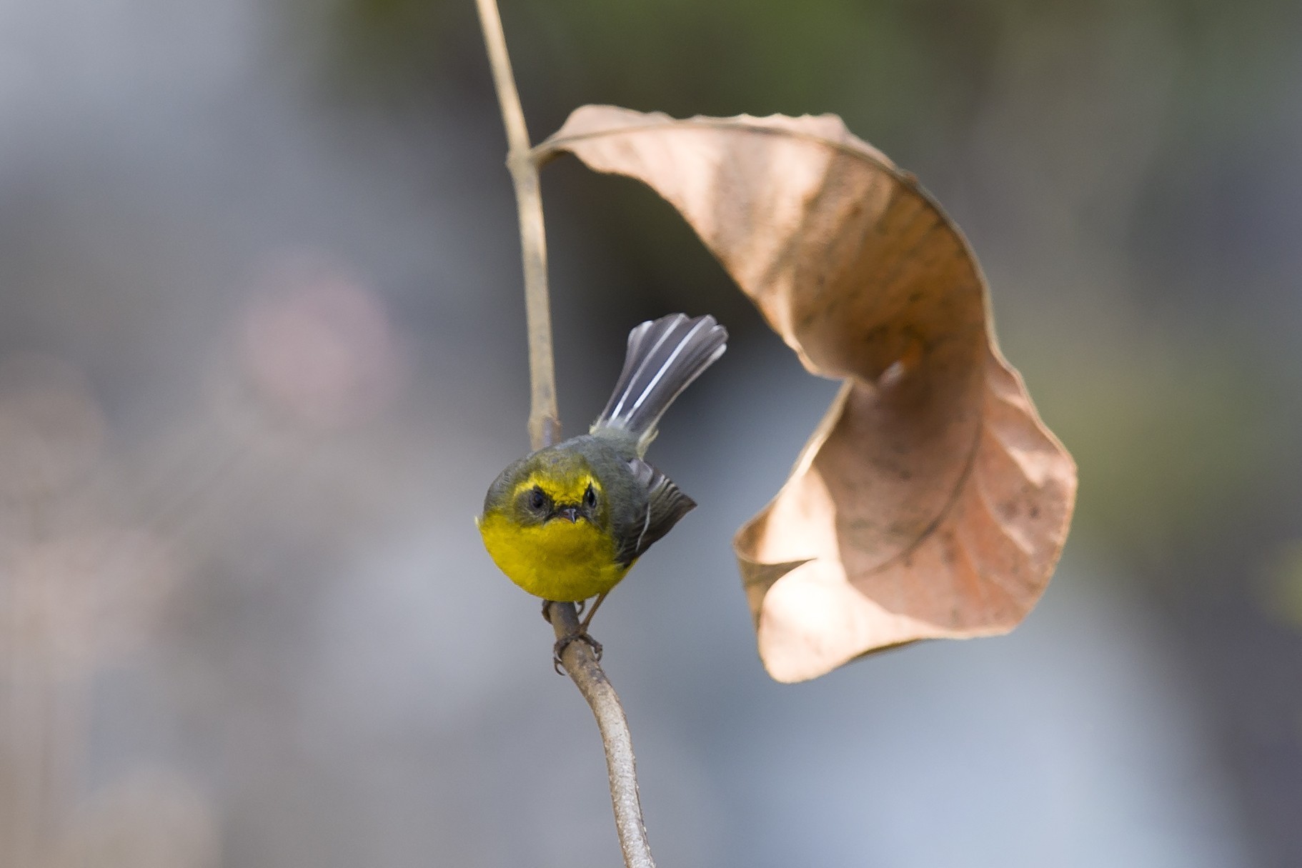 Yellow-bellied Fantail — Ana fotoğraf
