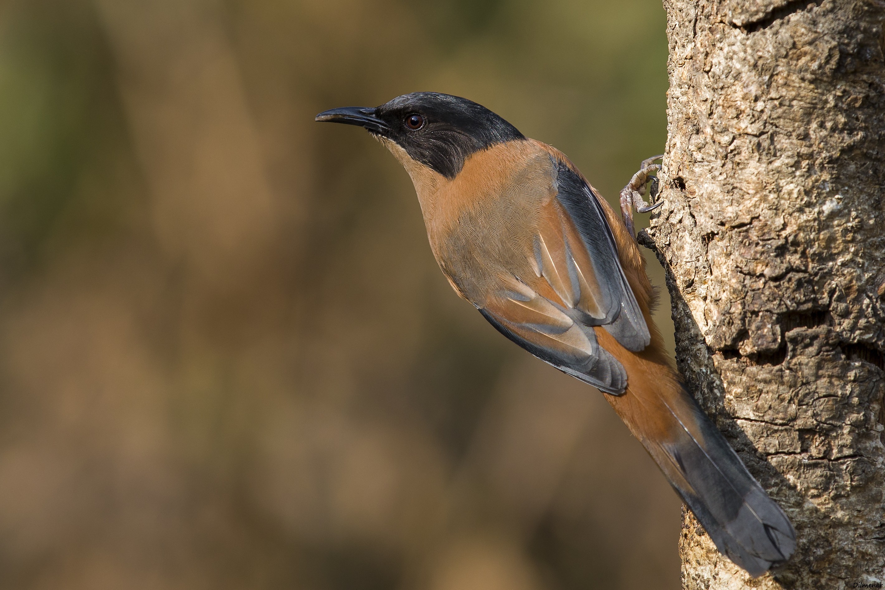 Rufous Sibia