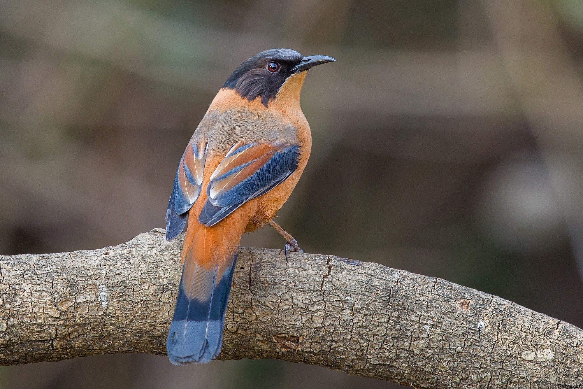 Rufous Sibia