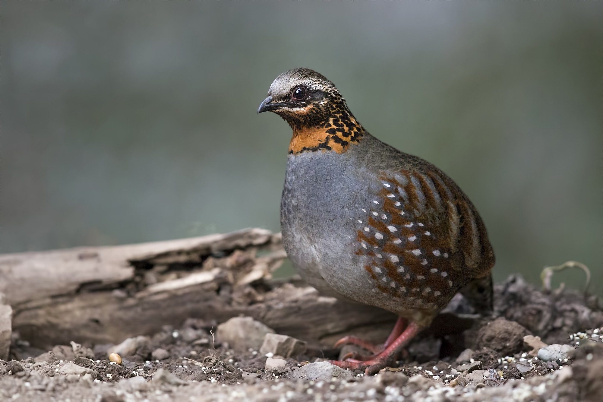 Rufous-throated Partridge