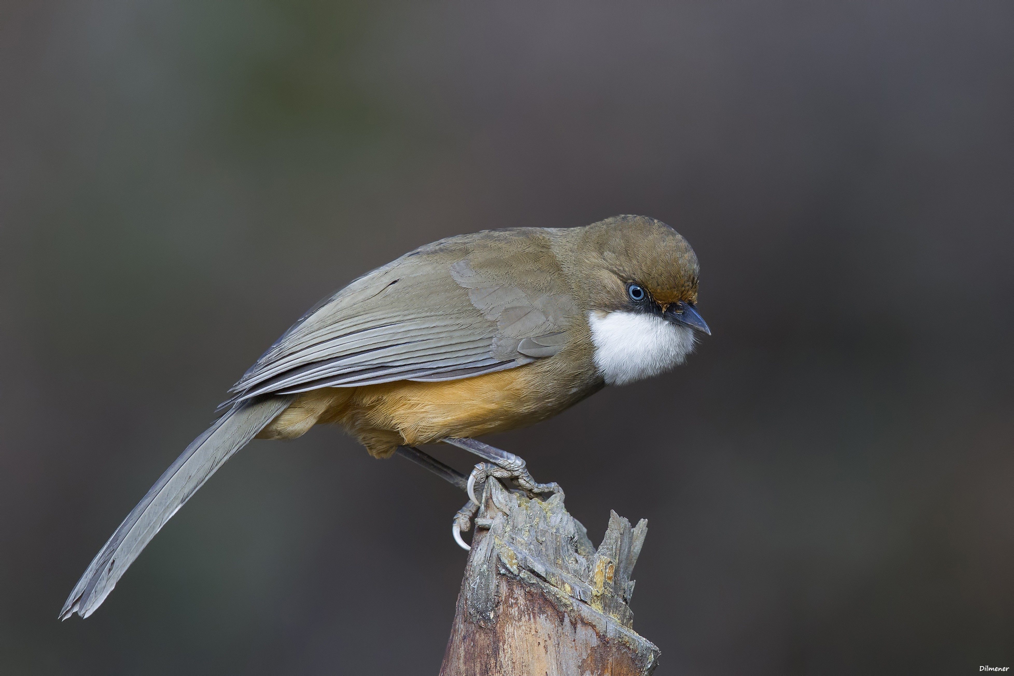 White-throated Laughingthrush