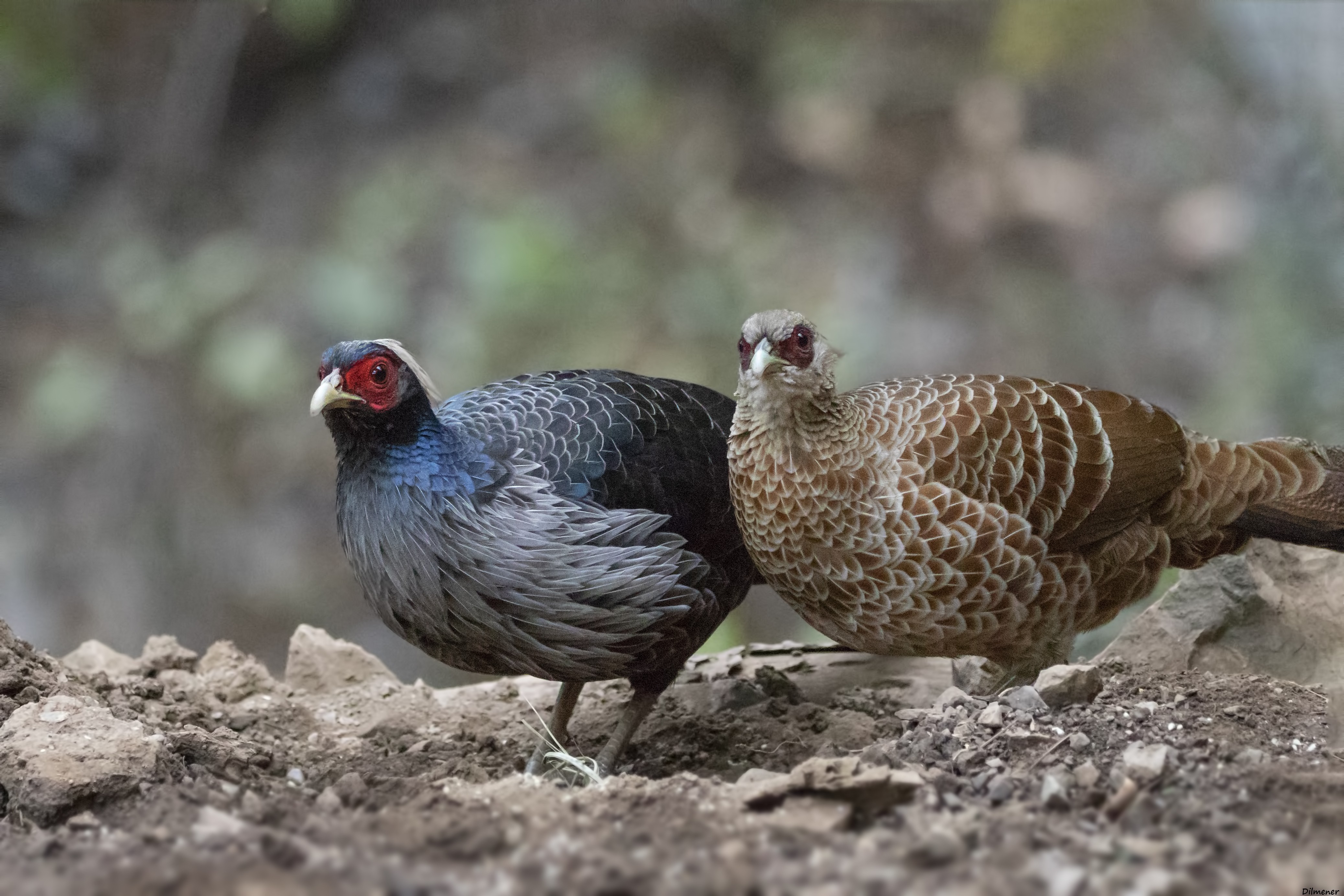 Kalij Pheasant