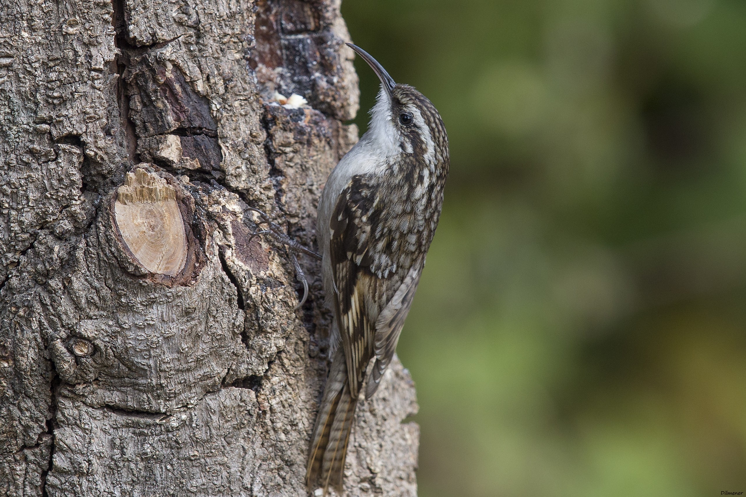 Bar-tailed Treecreeper — Ana fotoğraf