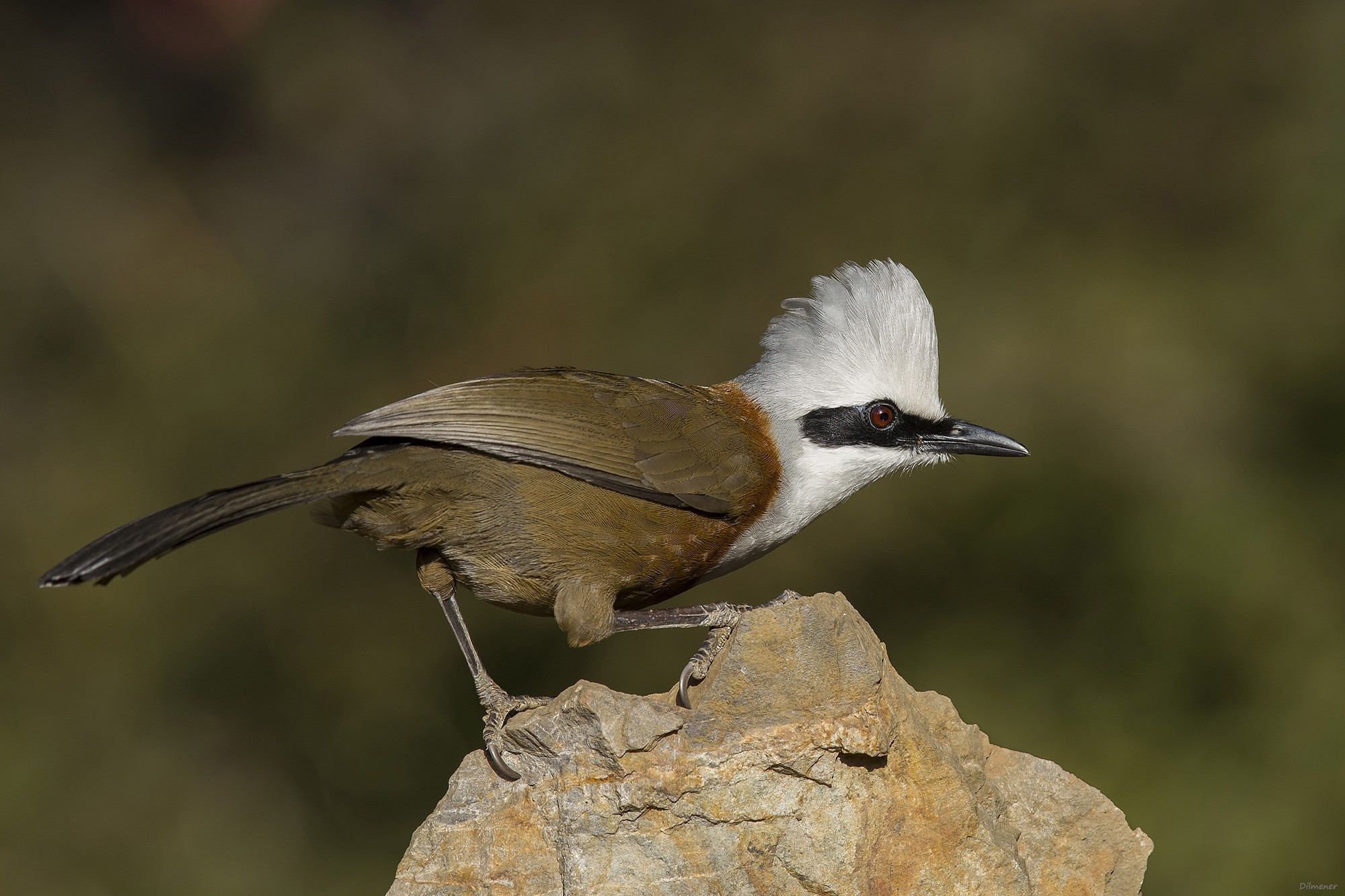 White-crested Laughingthrush