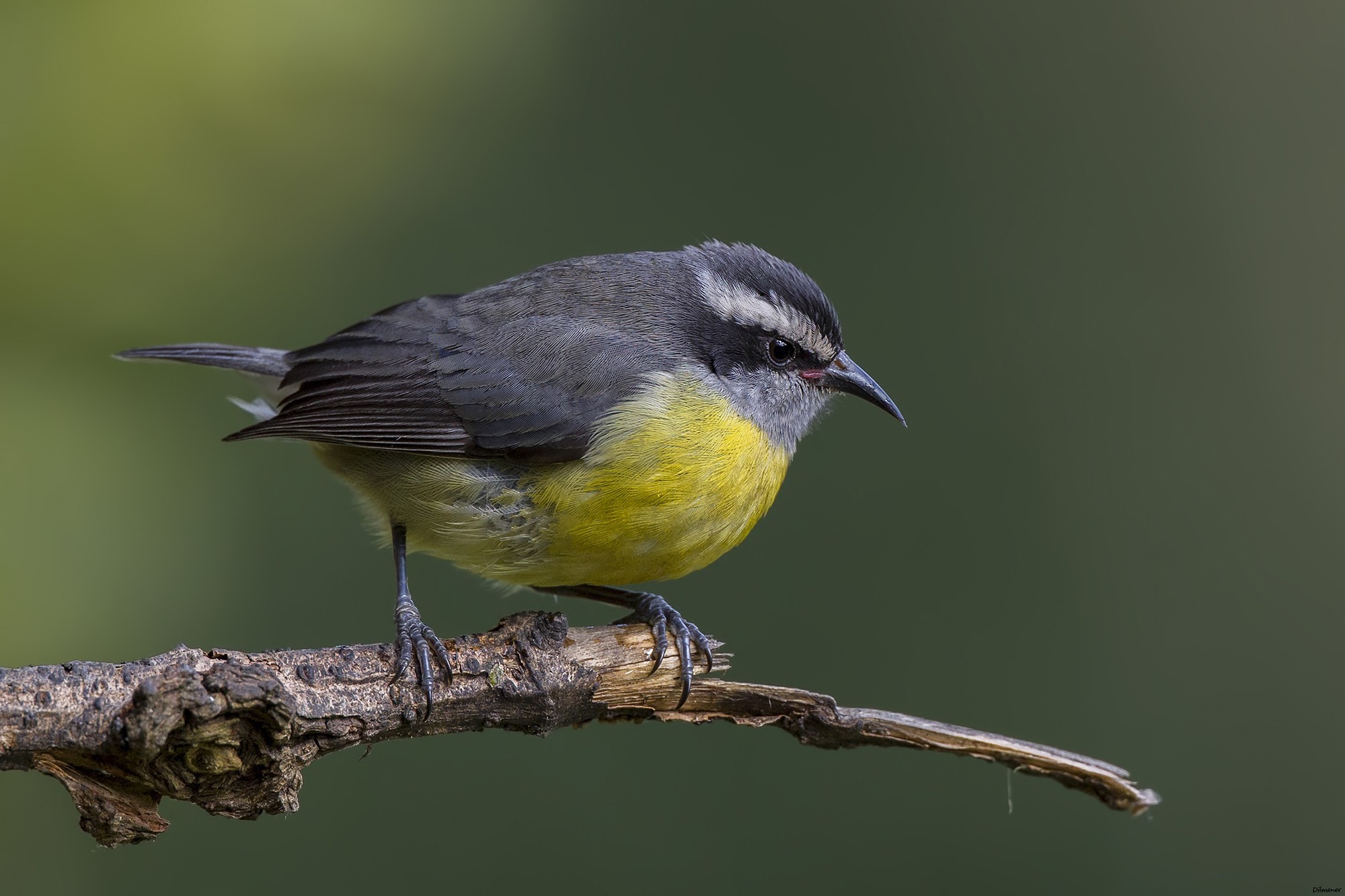 Bananaquit
