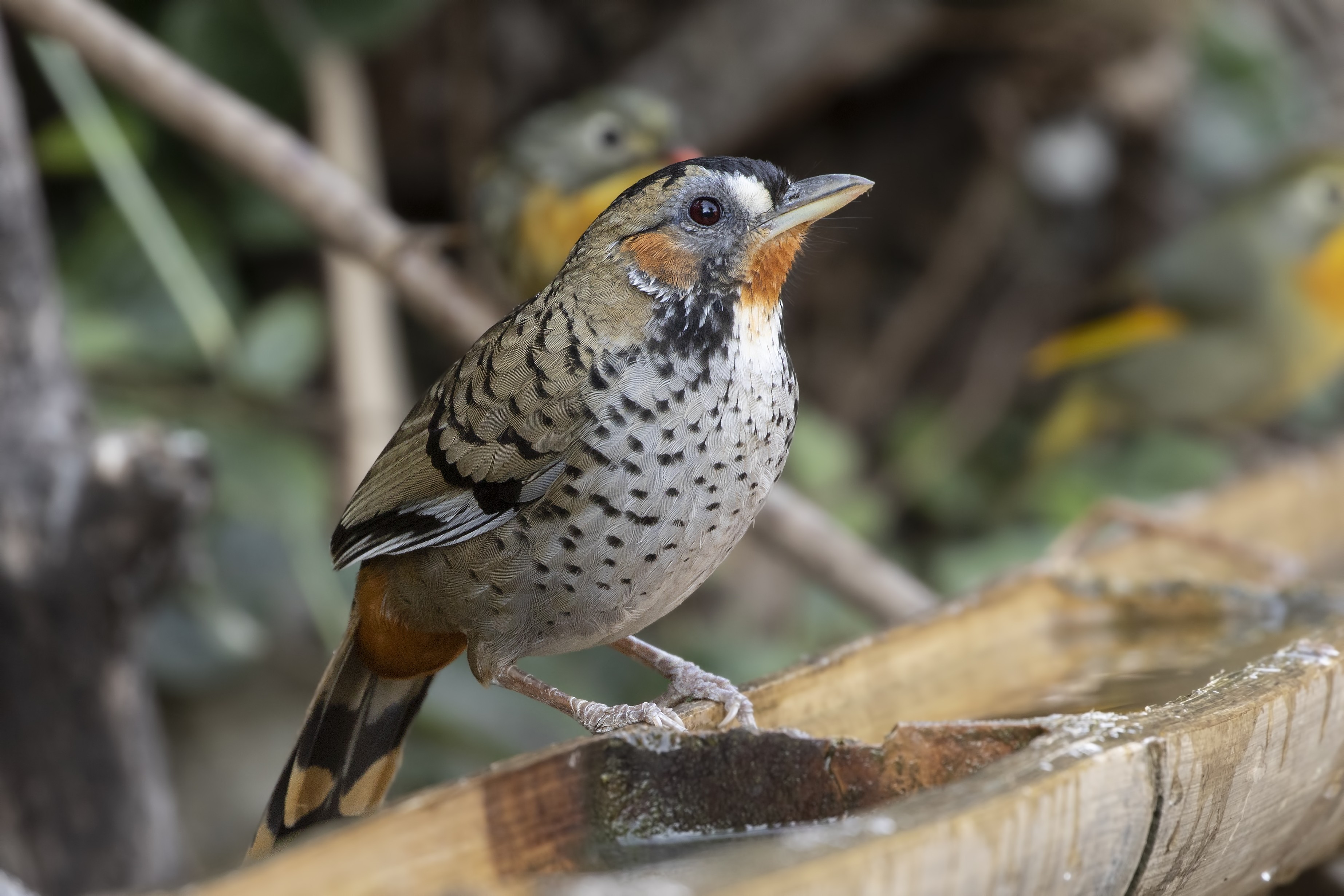 Rufous-chinned Laughingthrush