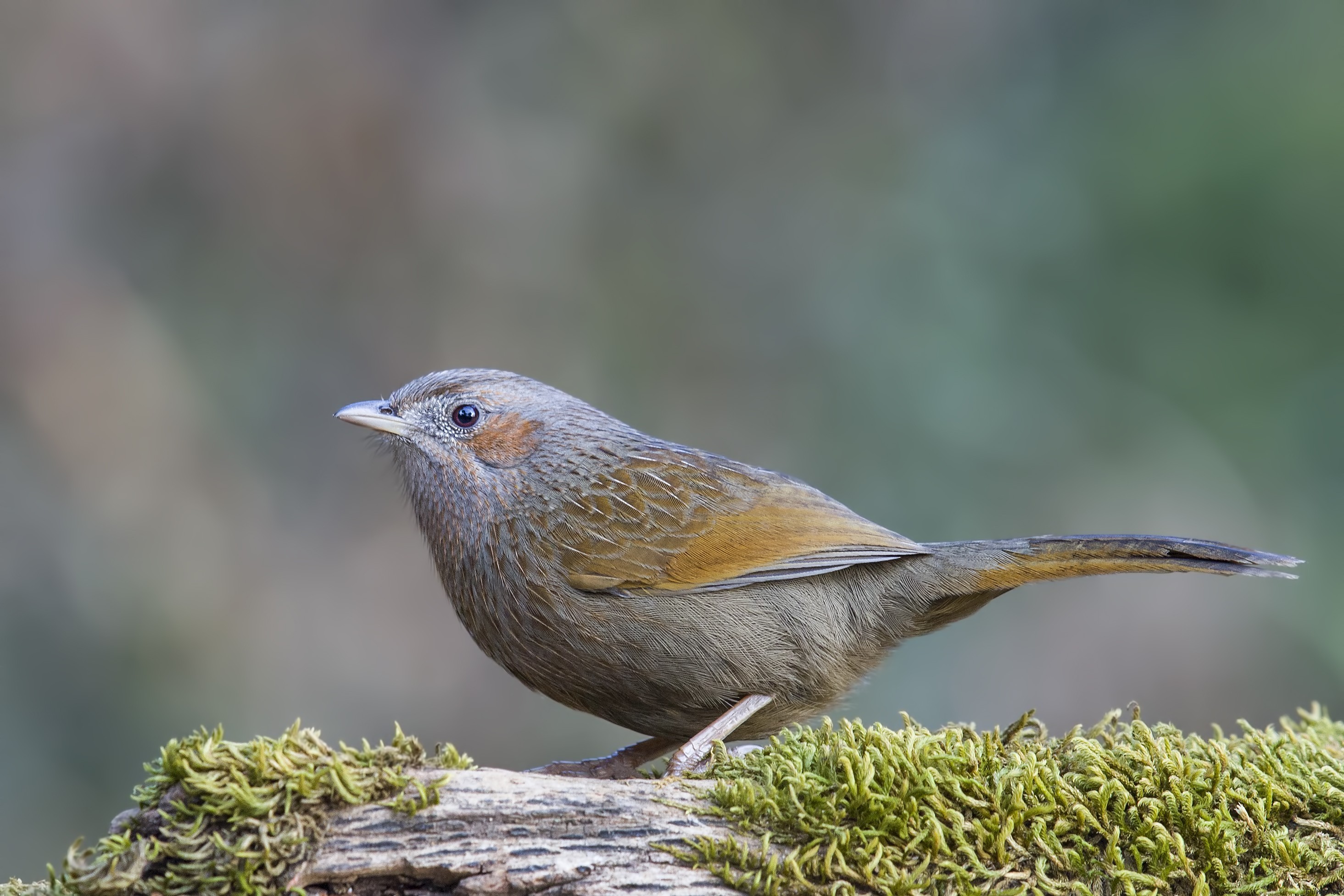 Streaked Laughingthrush