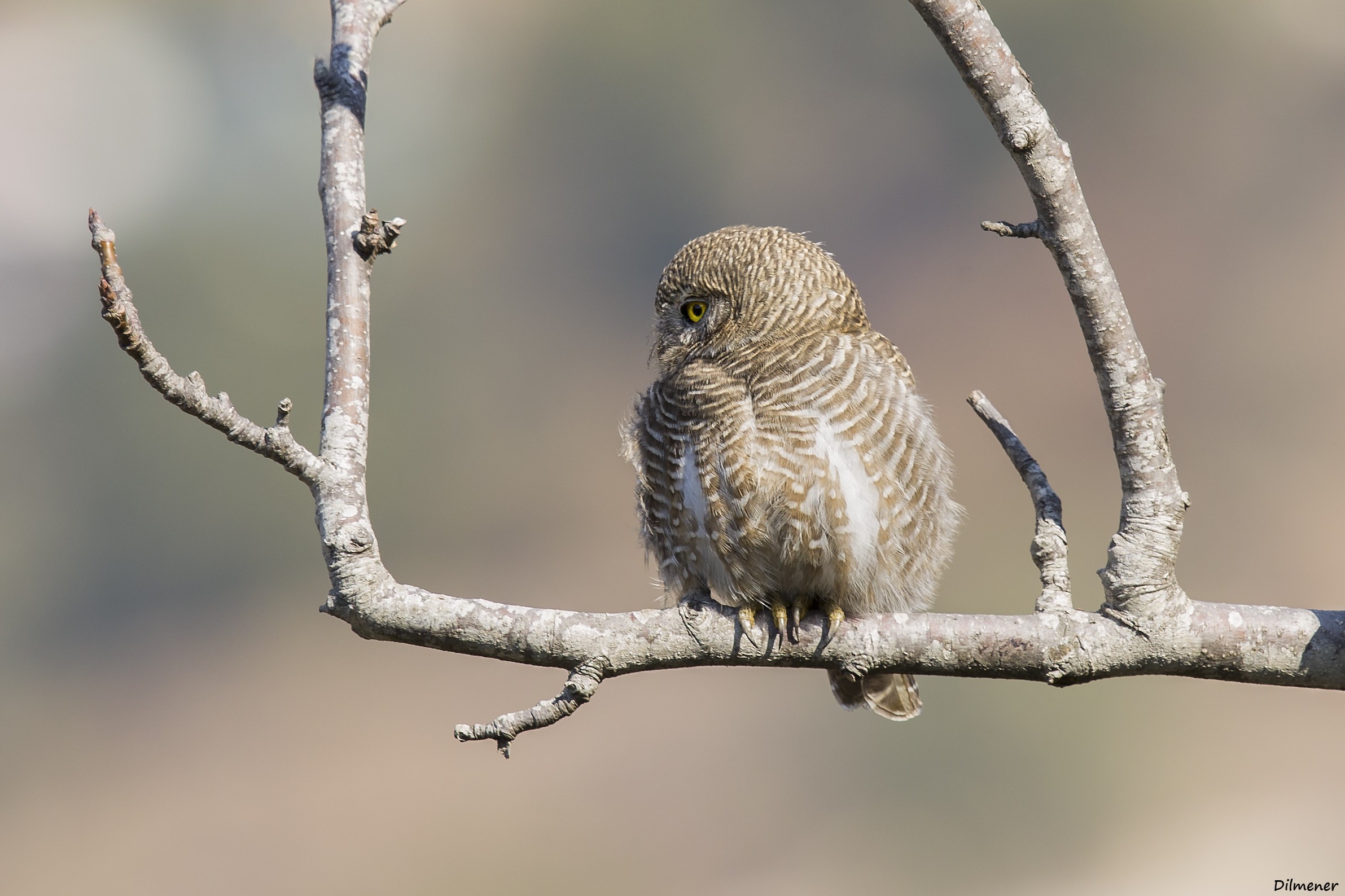 Asian Barred Owlet