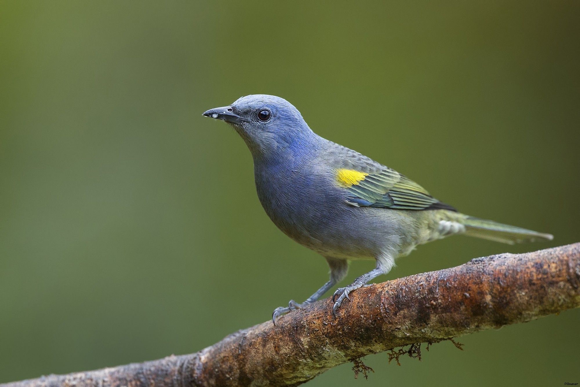 Golden-chevroned Tanager — Ana fotoğraf