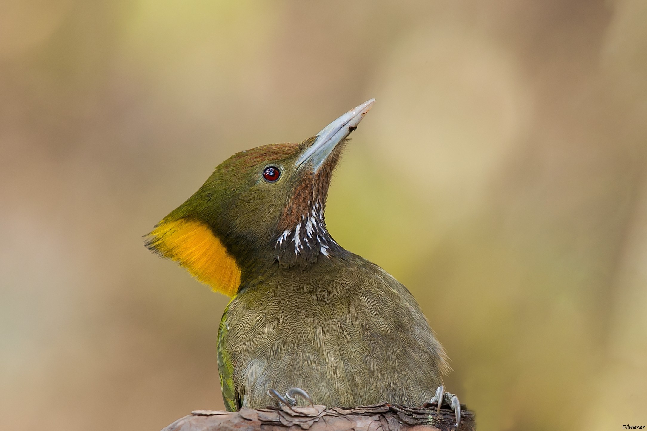 Greater Yellownape