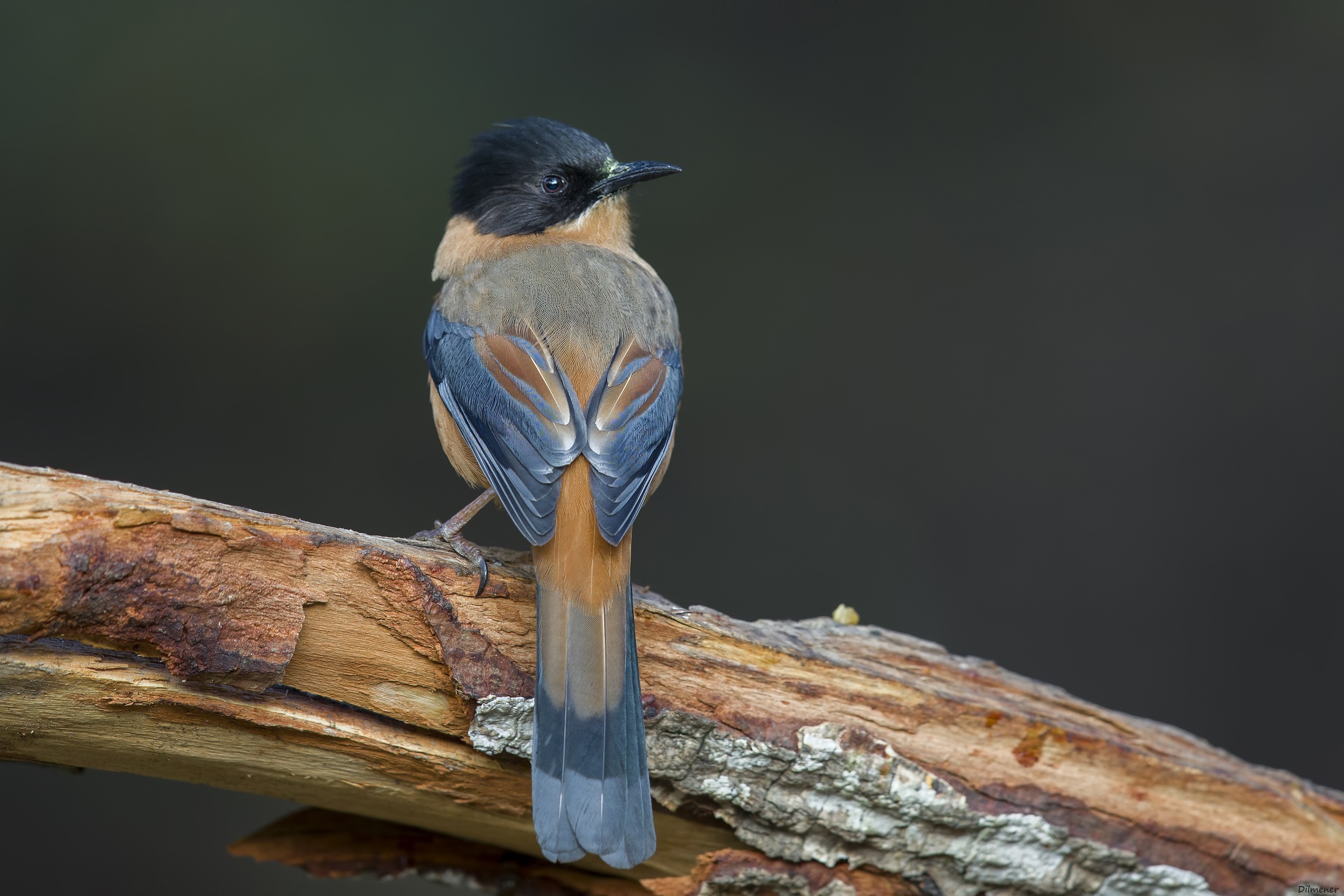 Rufous Sibia