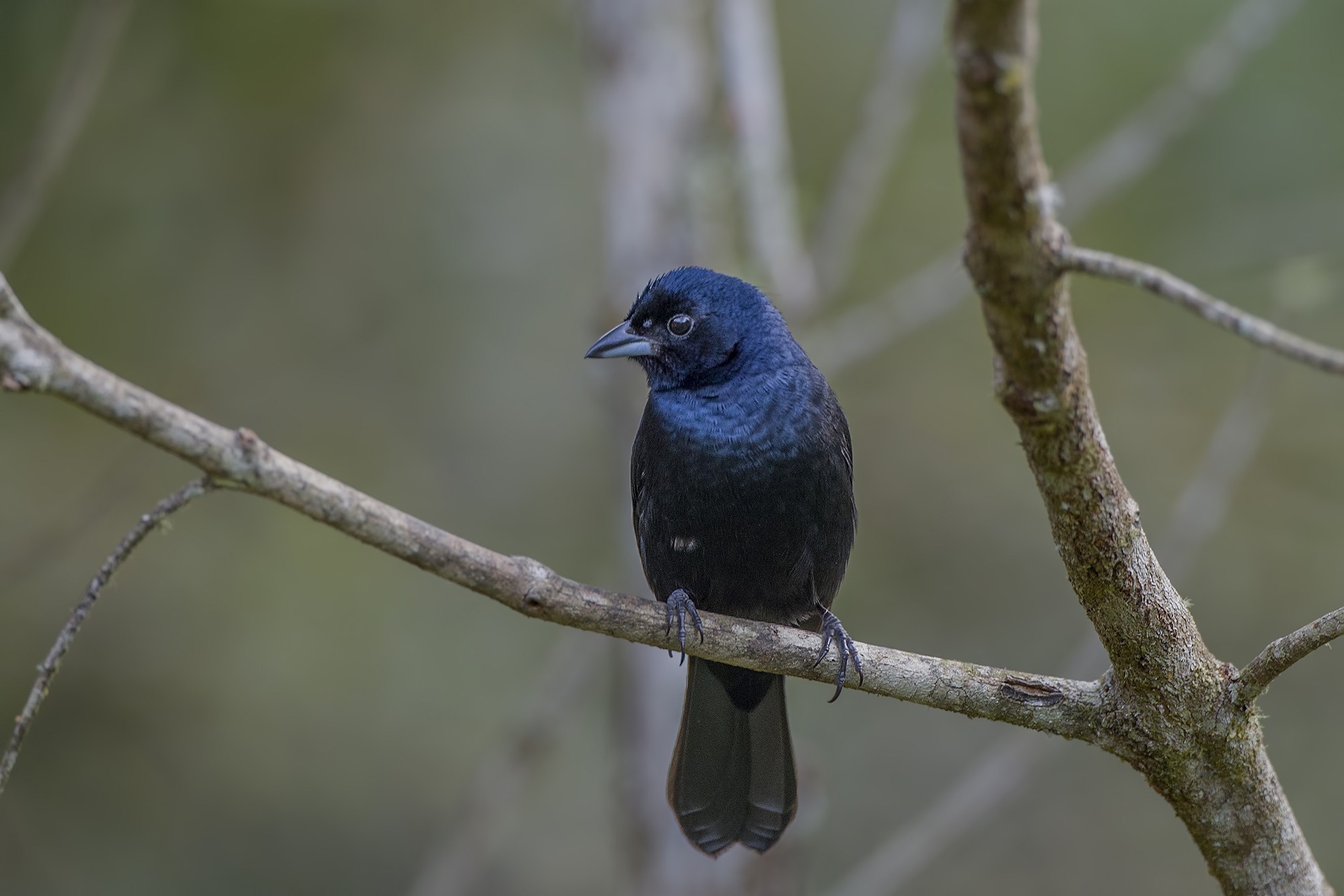 Blackish-blue Seedeater — Ana fotoğraf