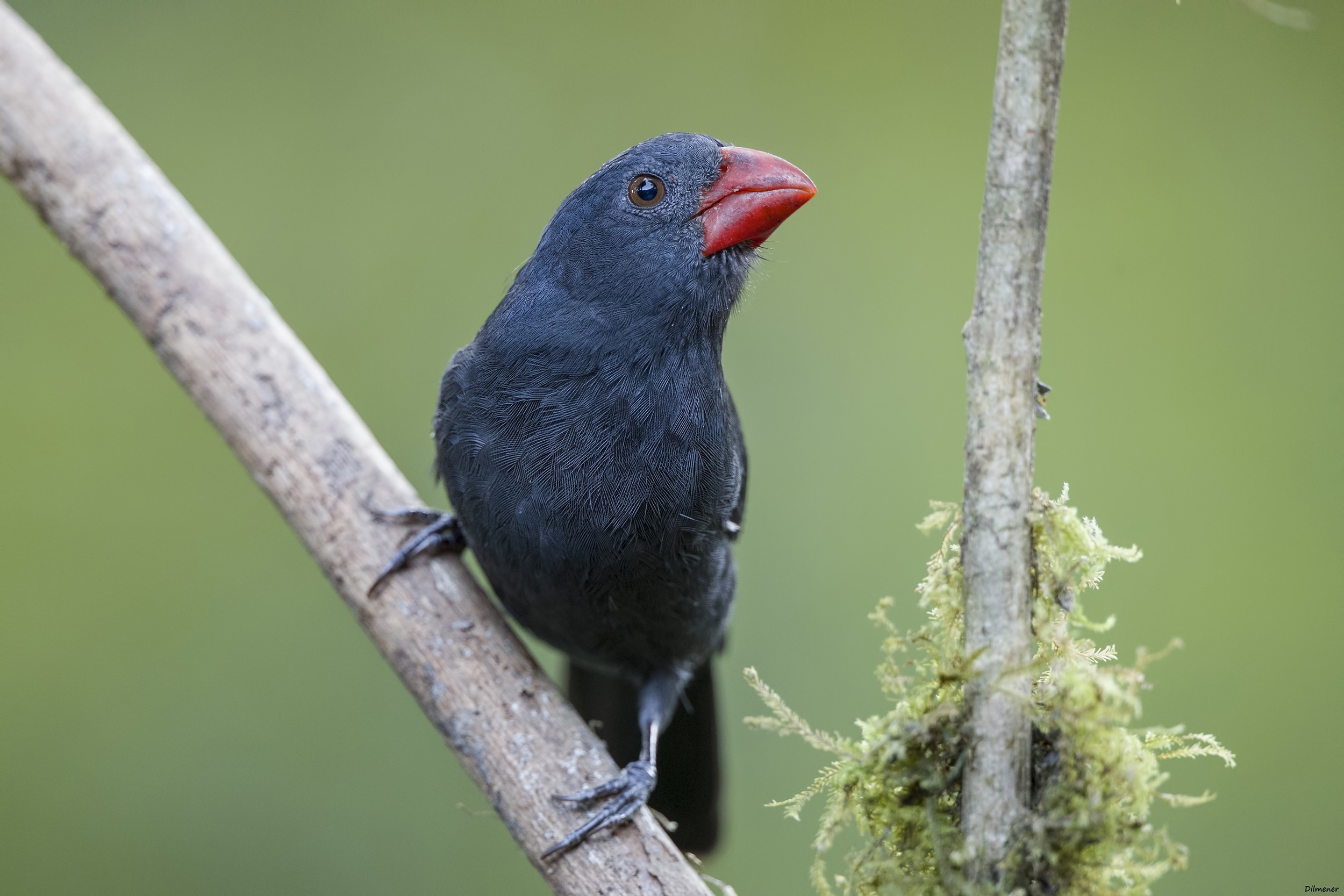 Black-throated Grosbeak