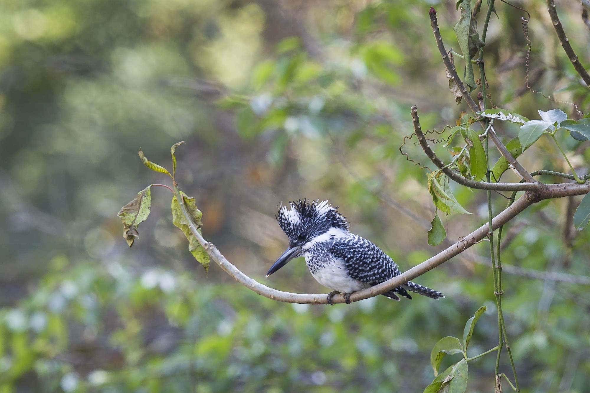 Crested Kingfisher — Ana fotoğraf