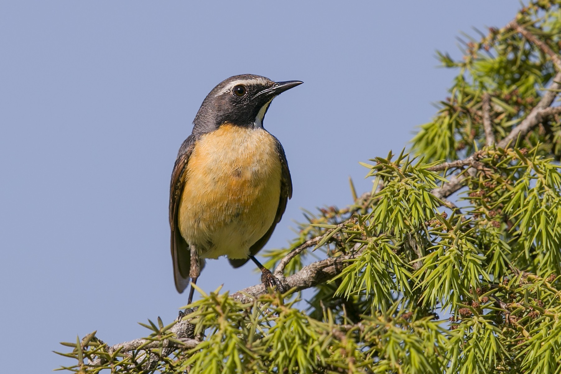 Taşbülbülü