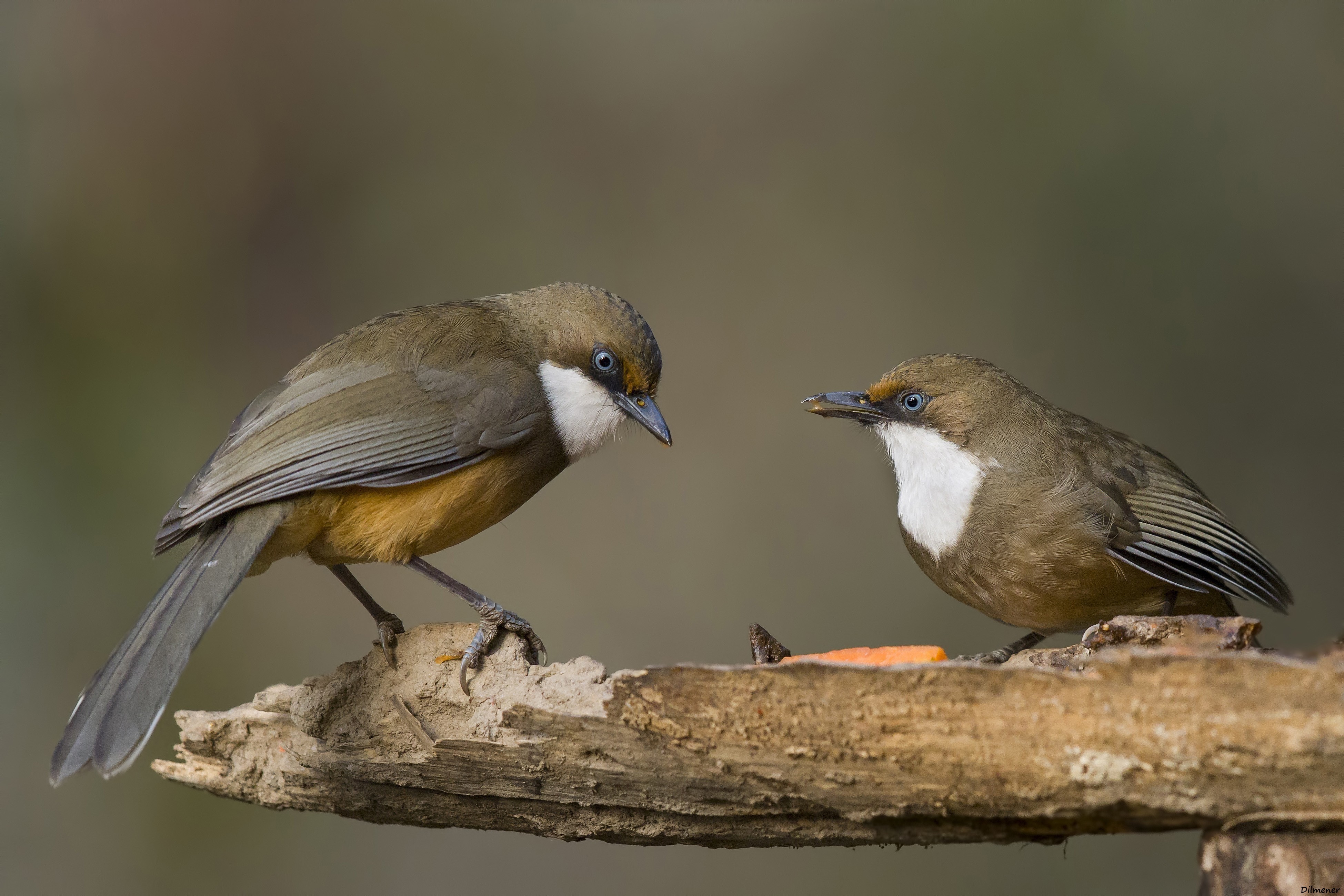White-throated Laughingthrush