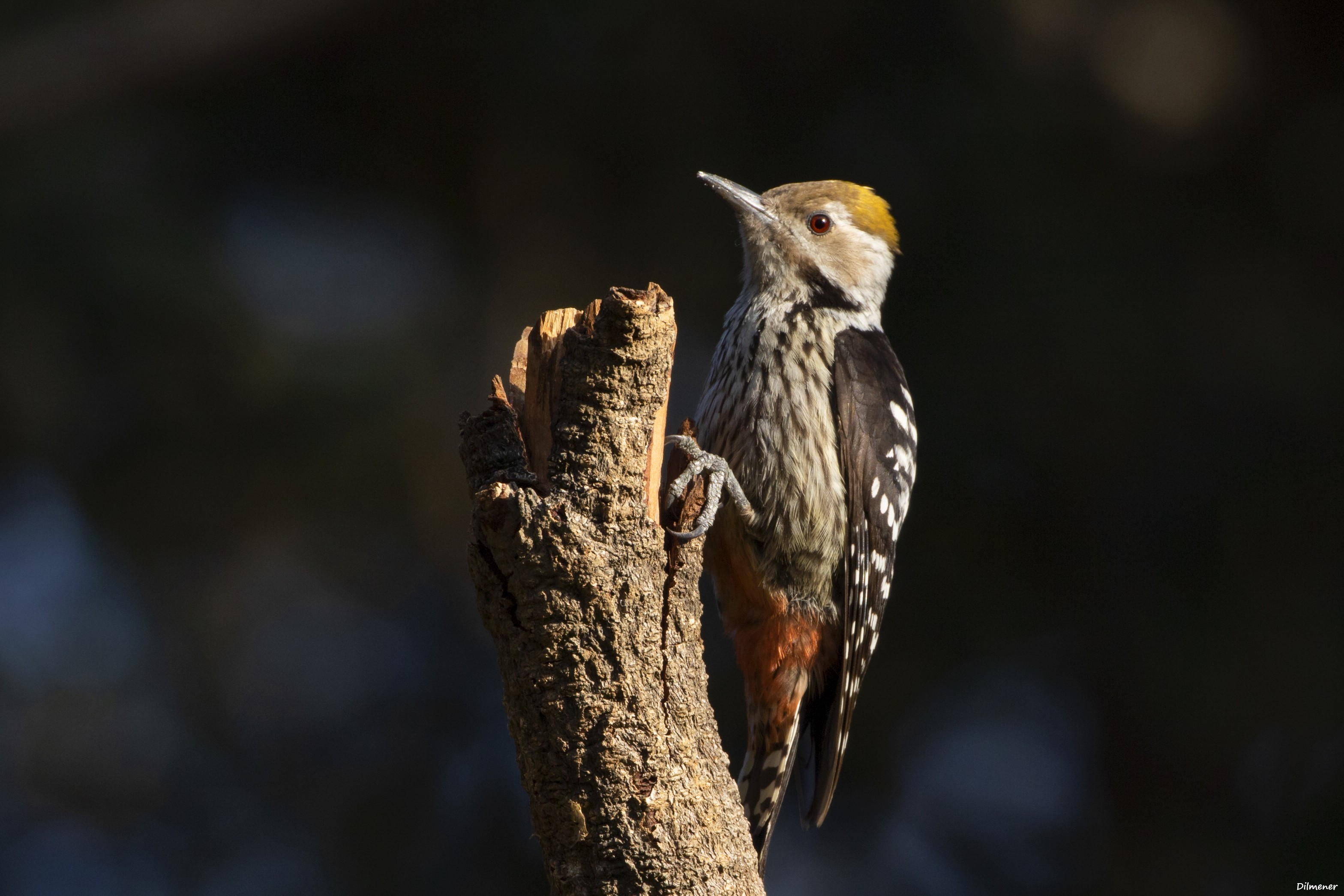 Yellow-crested Woodpecker