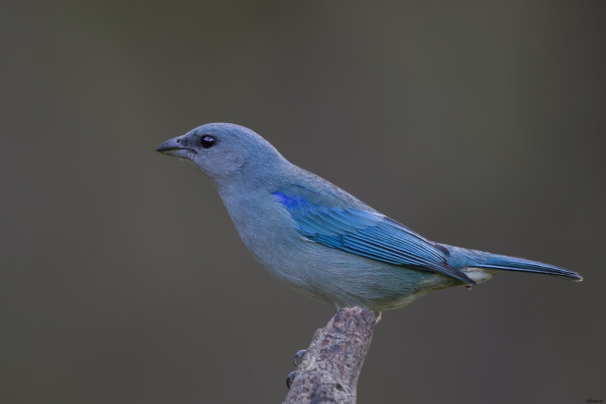 Blue-grey Tanager — Ana fotoğraf