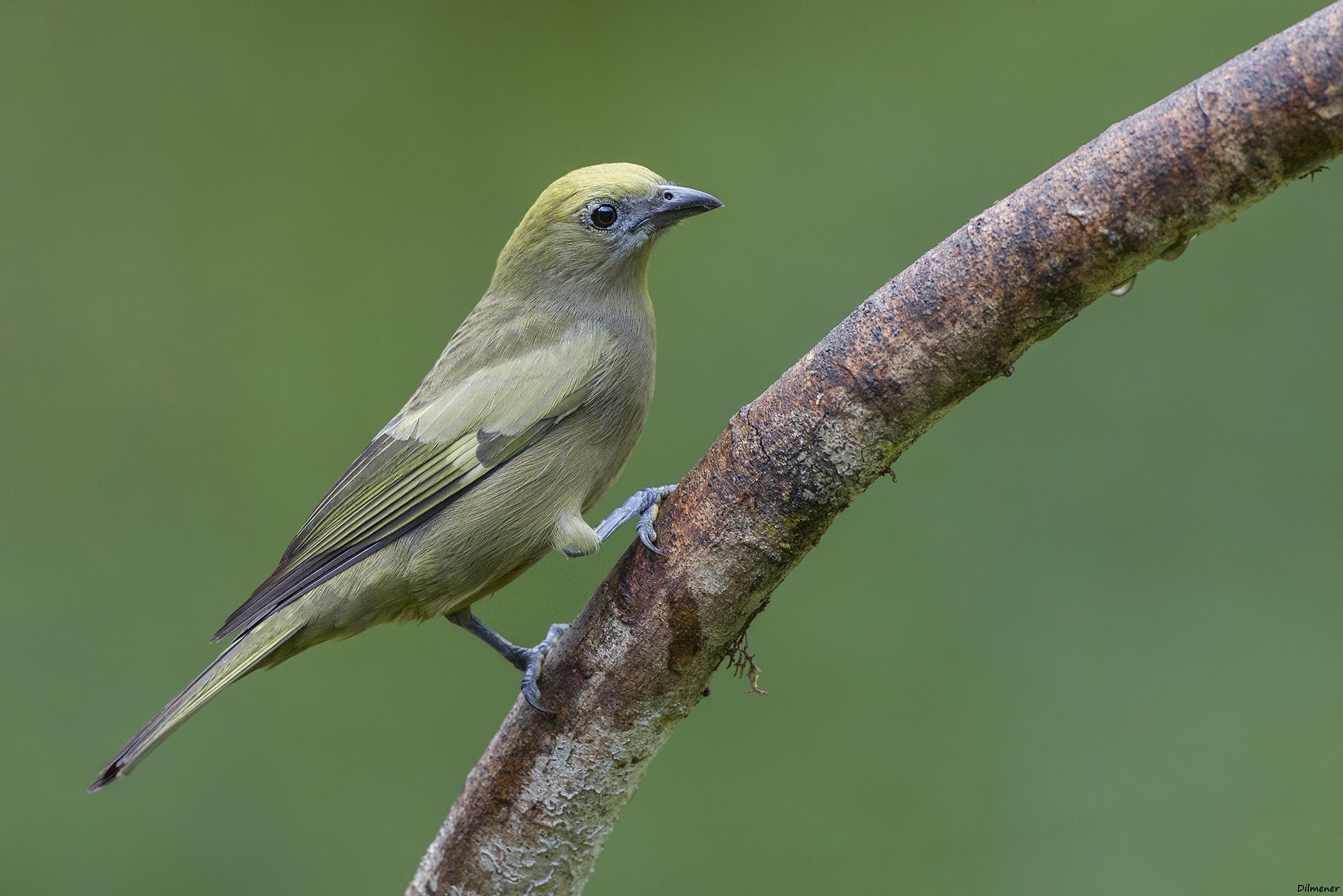 Palm Tanager