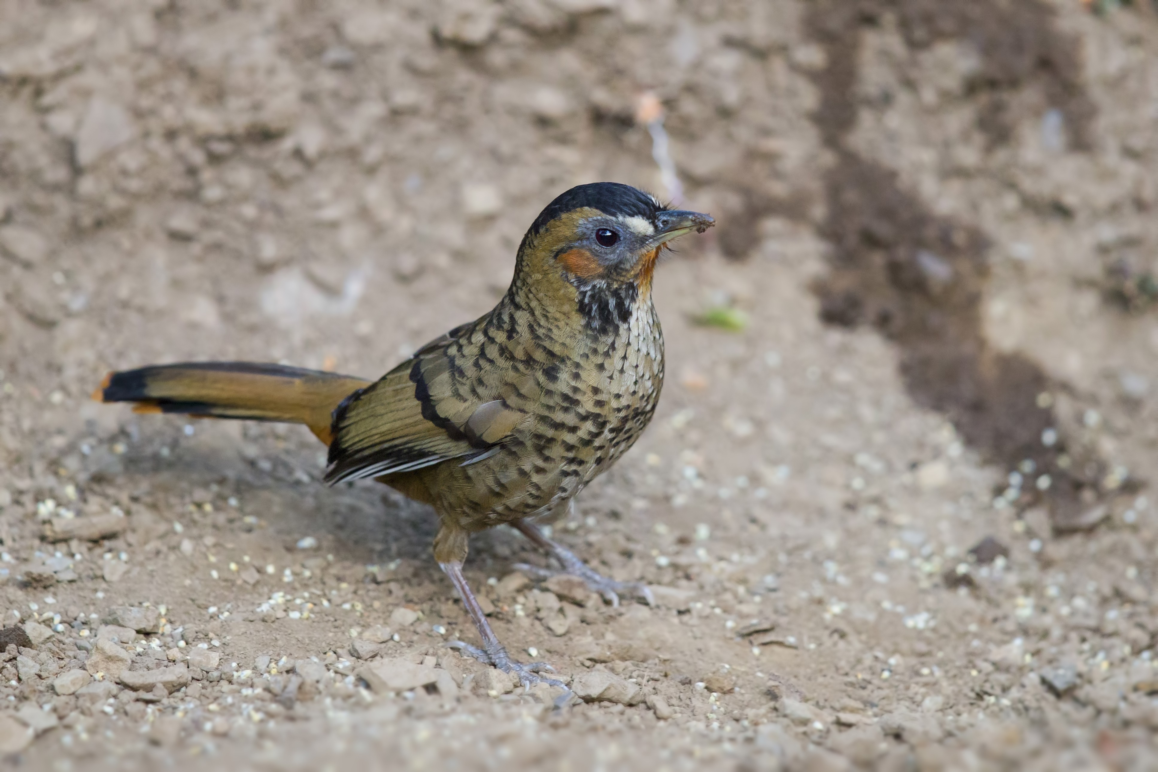 Rufous-chinned Laughingthrush — Ana fotoğraf
