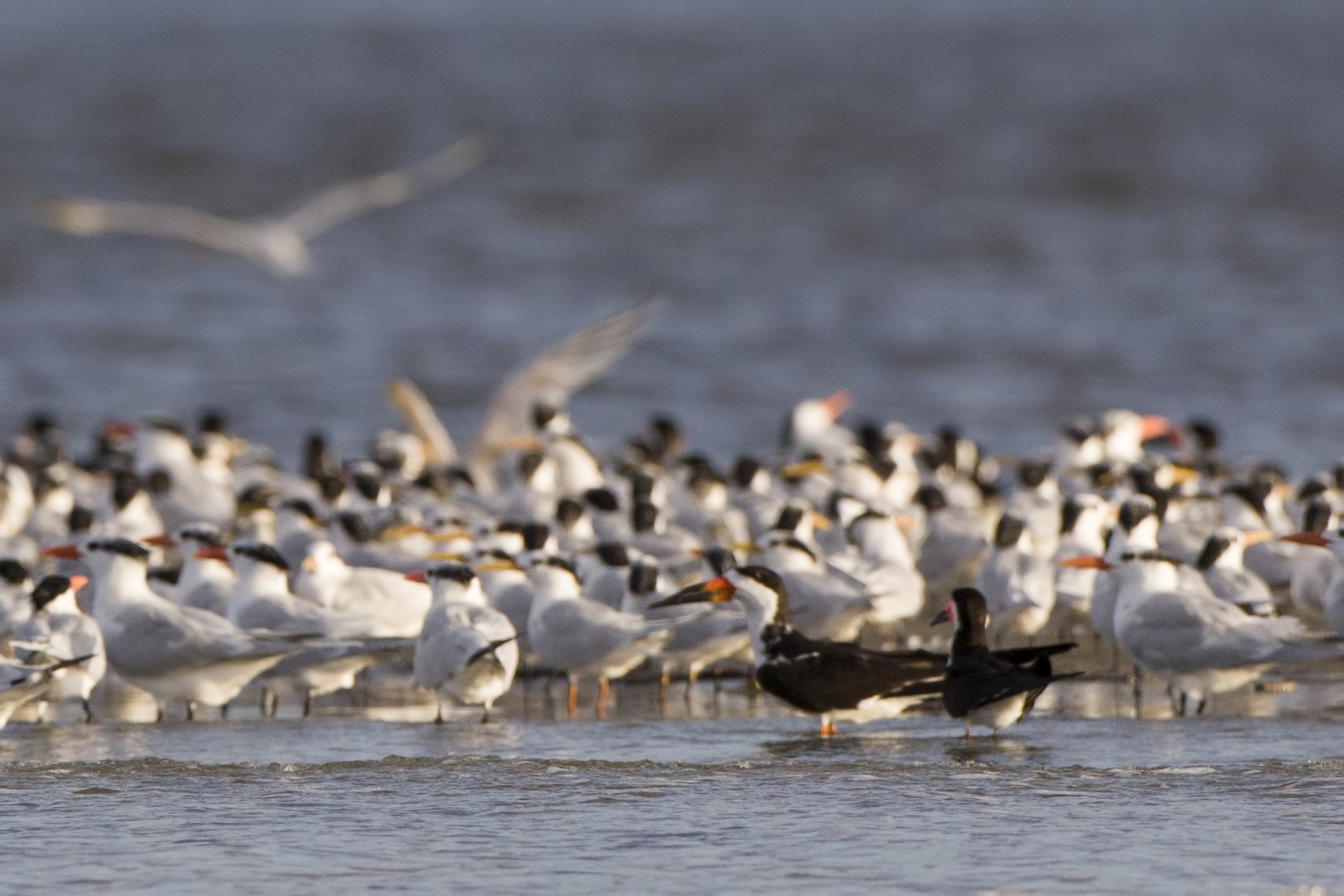 Black Skimmer