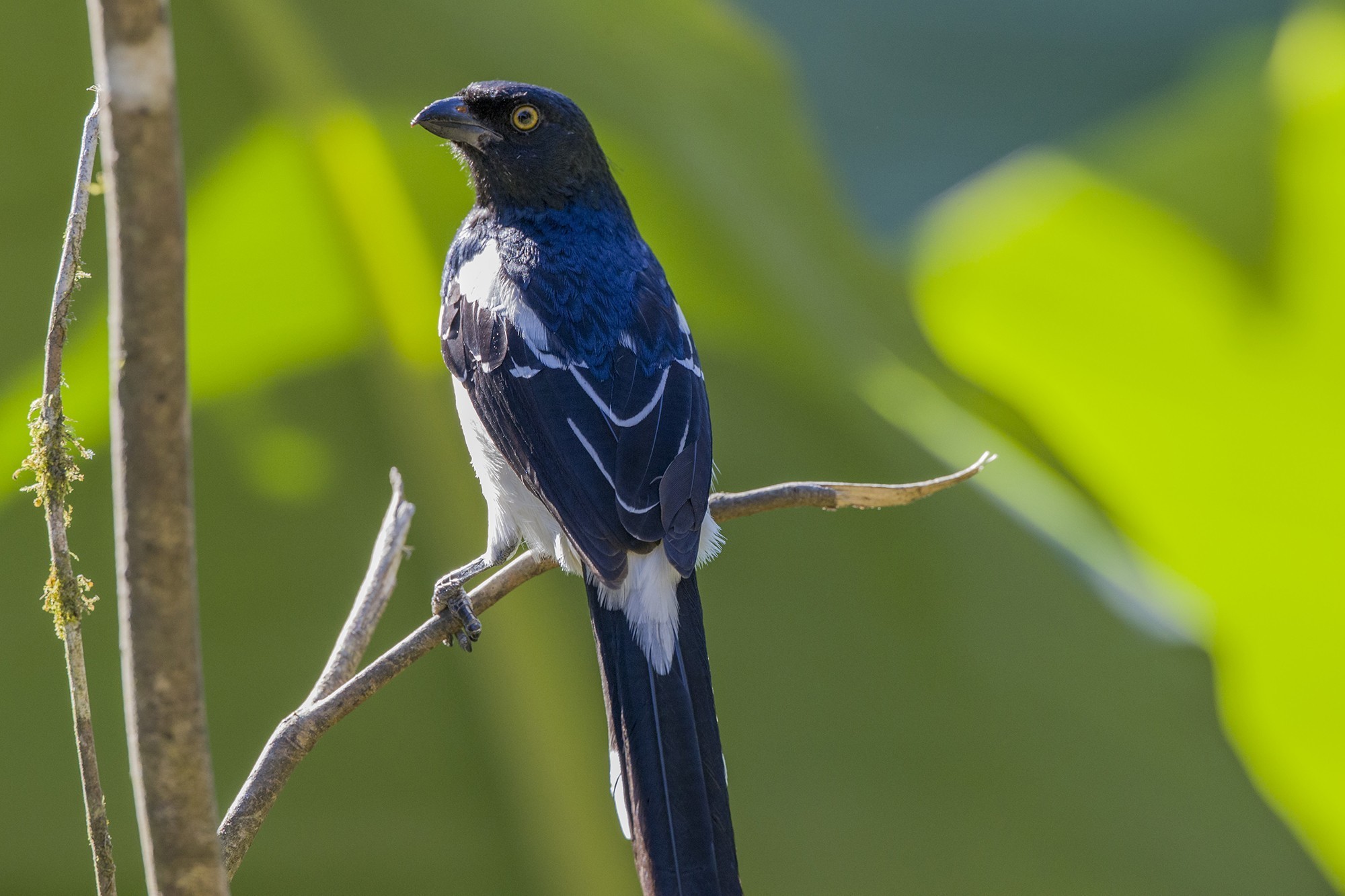 Magpie Tanager
