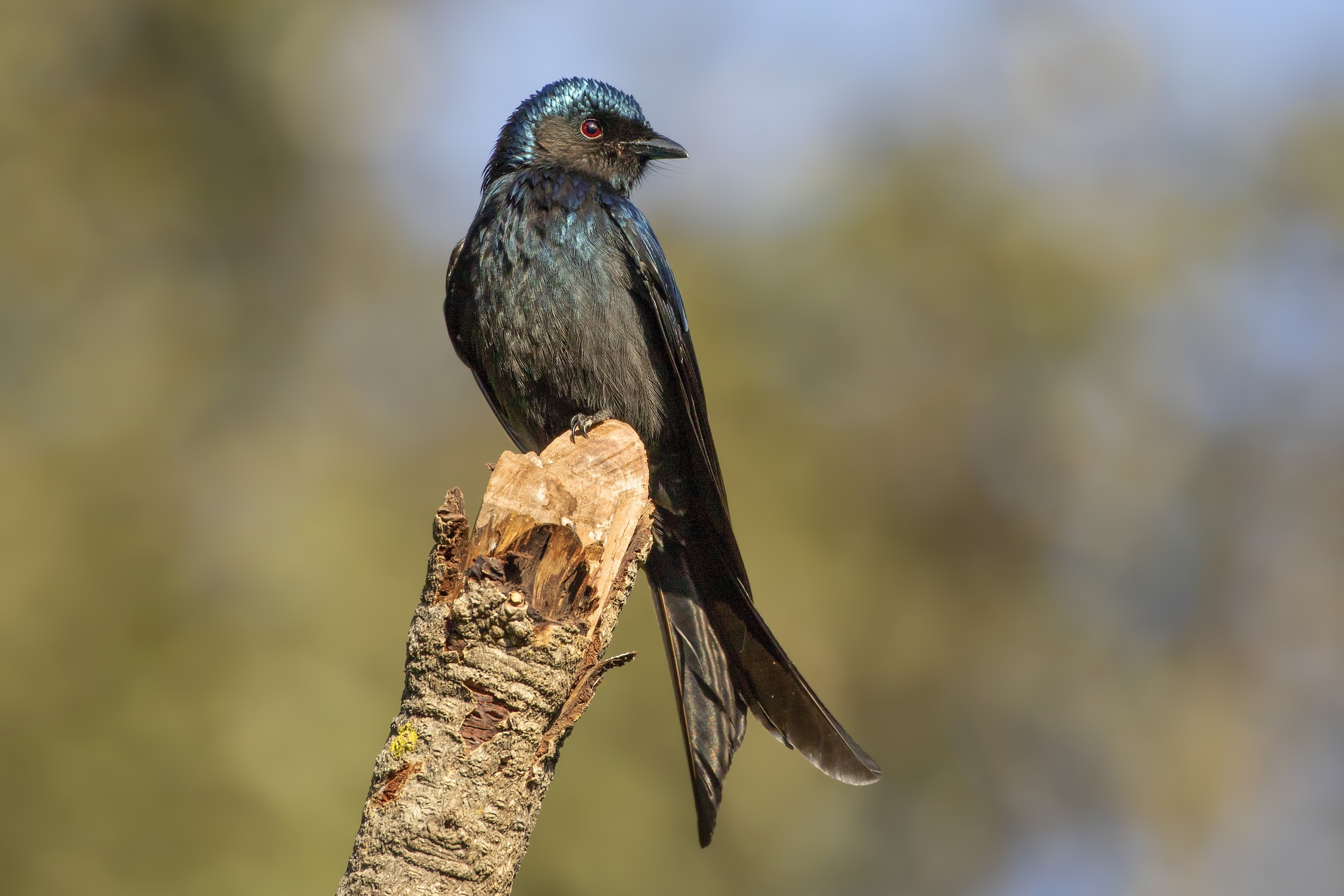 Black Drongo — Ana fotoğraf
