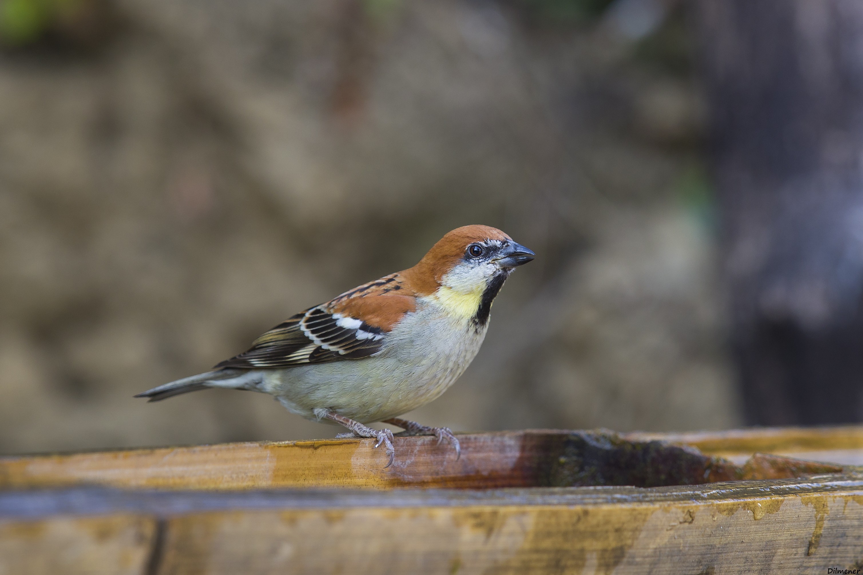 Russet Sparrow