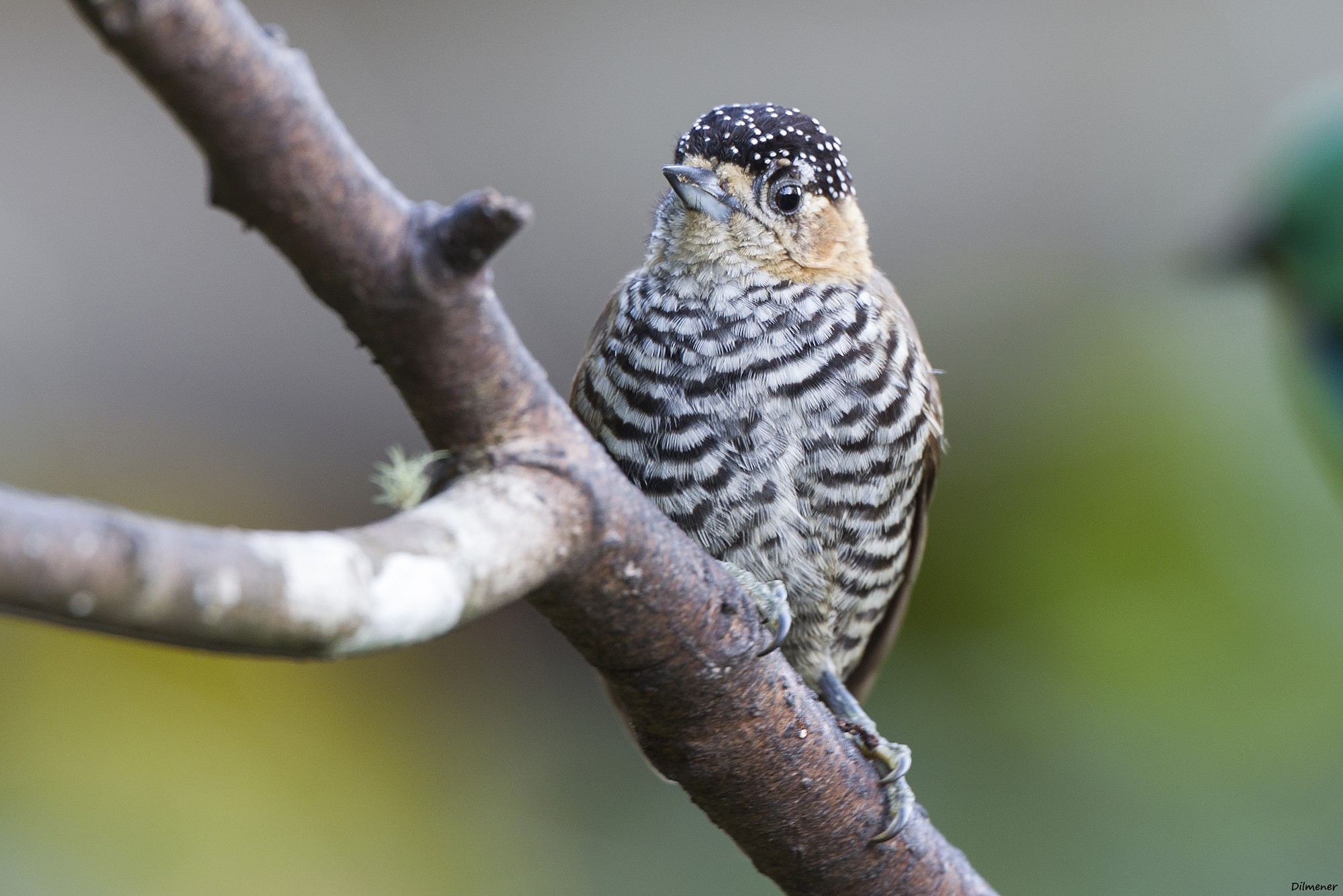 Ochre-collared Piculet
