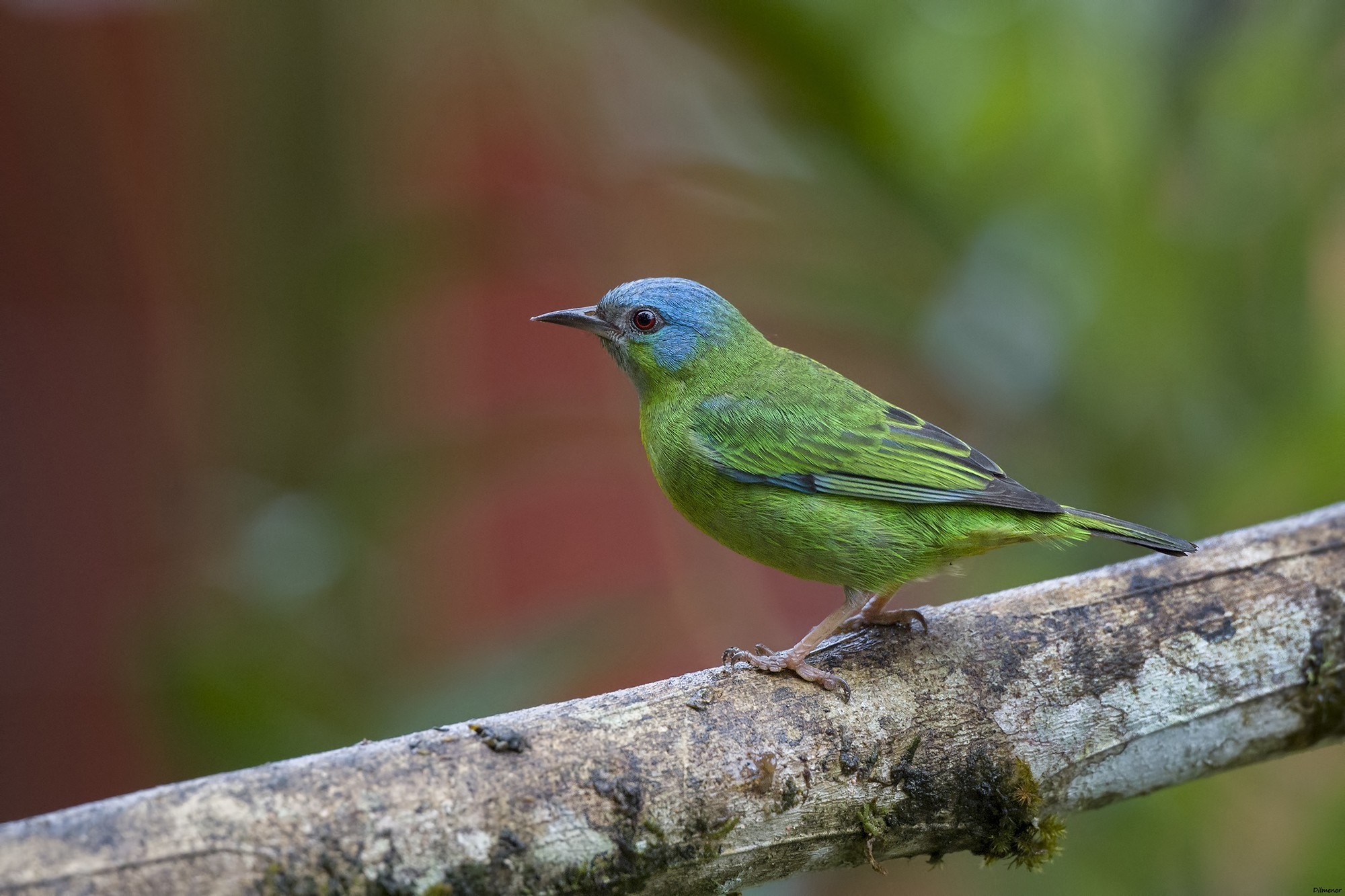 Blue Dacnis