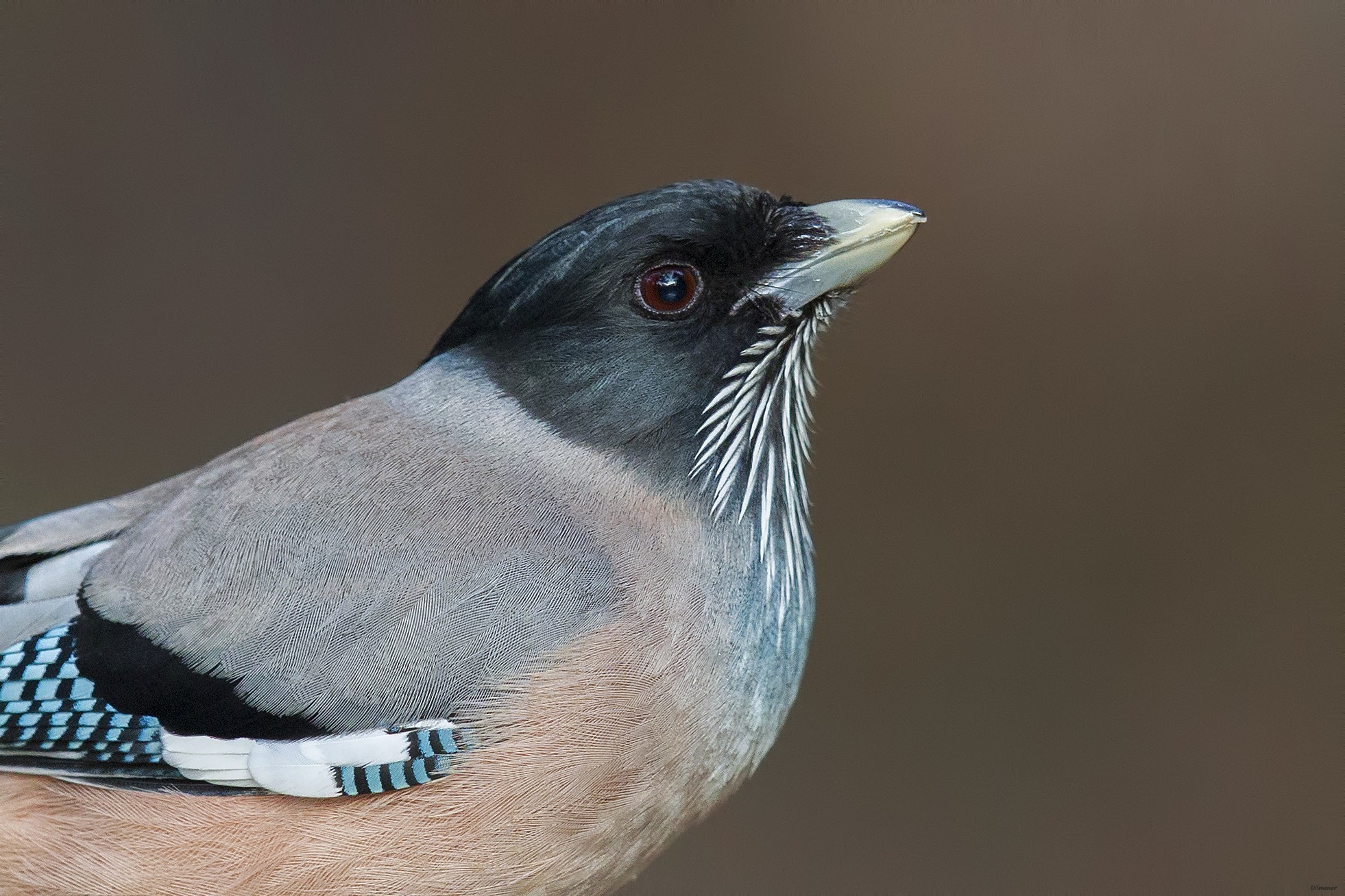 Black-headed Jay
