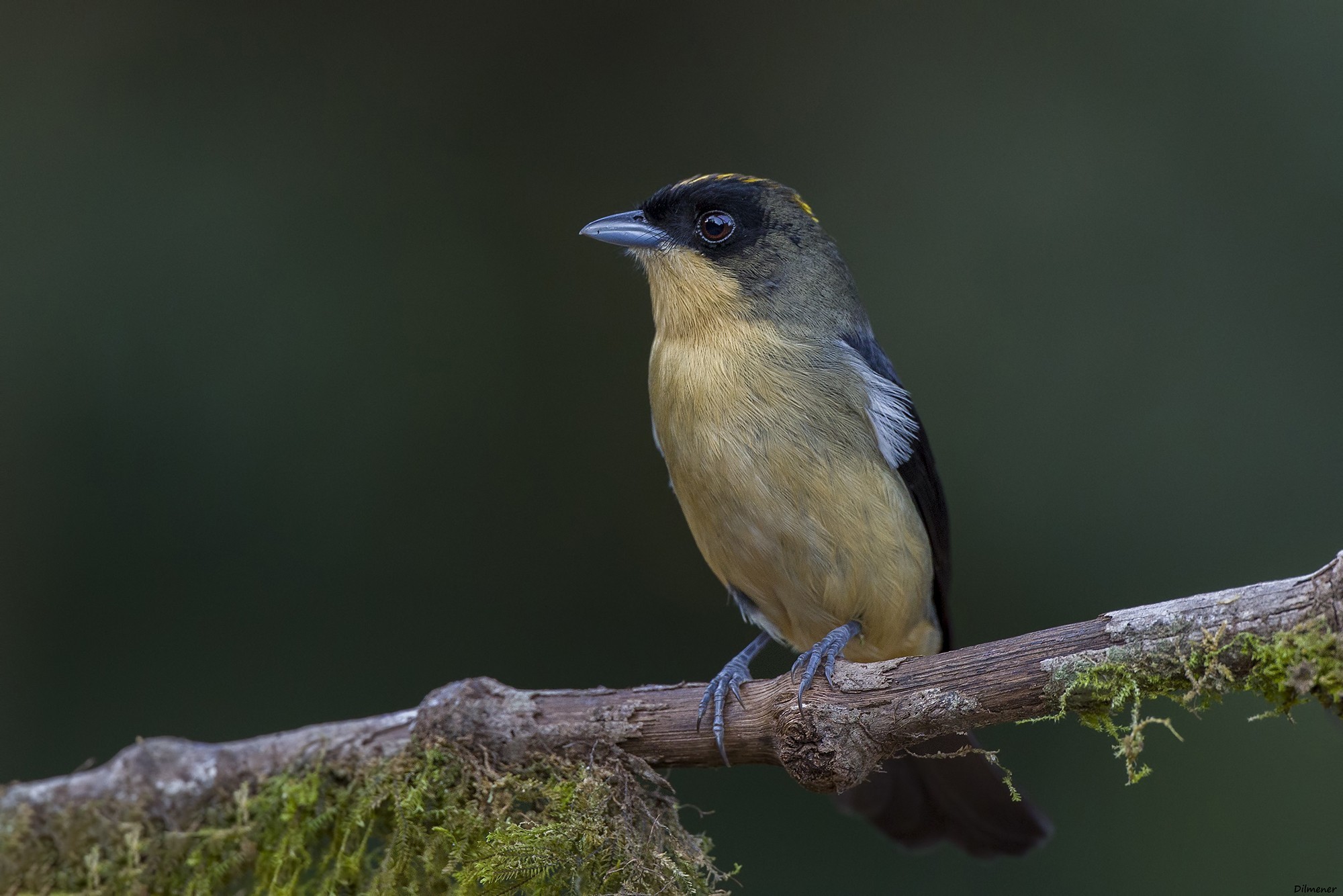 Black-goggled Tanager — Ana fotoğraf