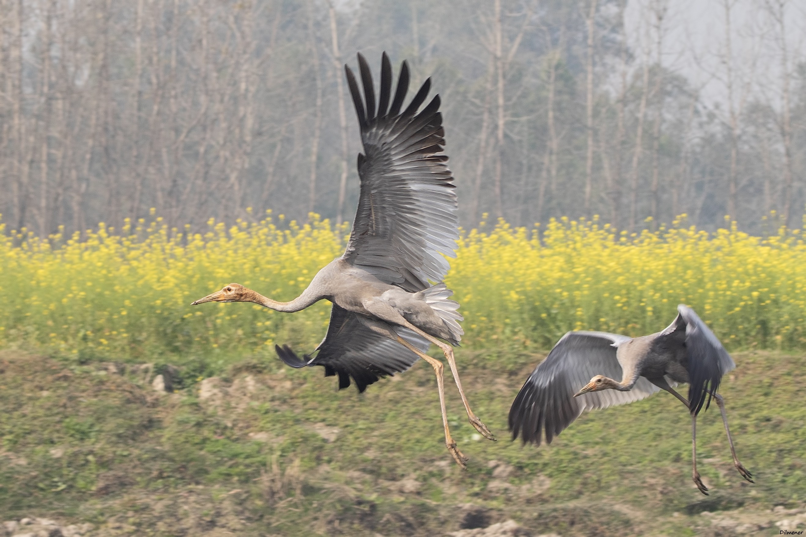 Sarus Crane