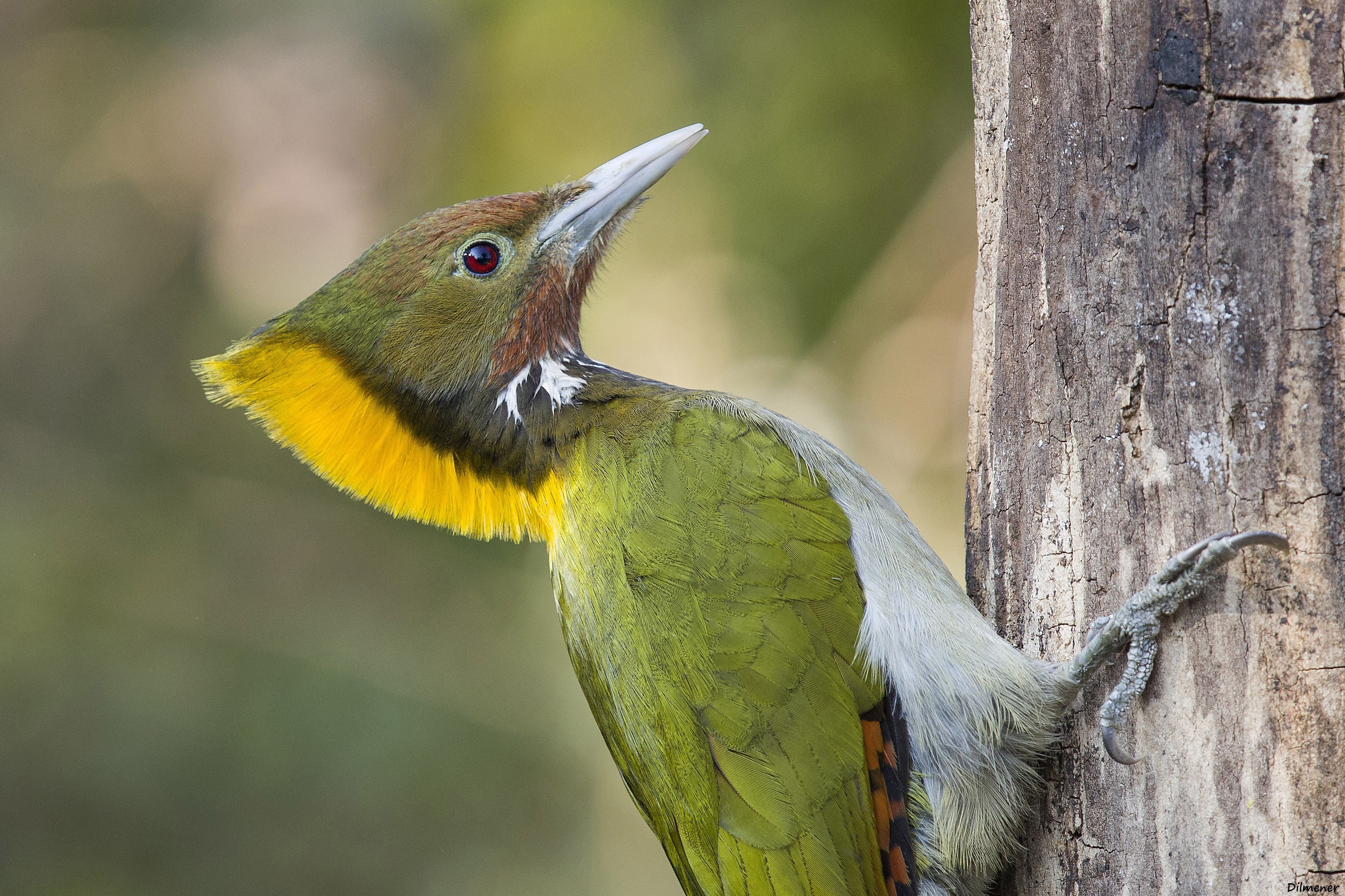 Greater Yellownape — Ana fotoğraf